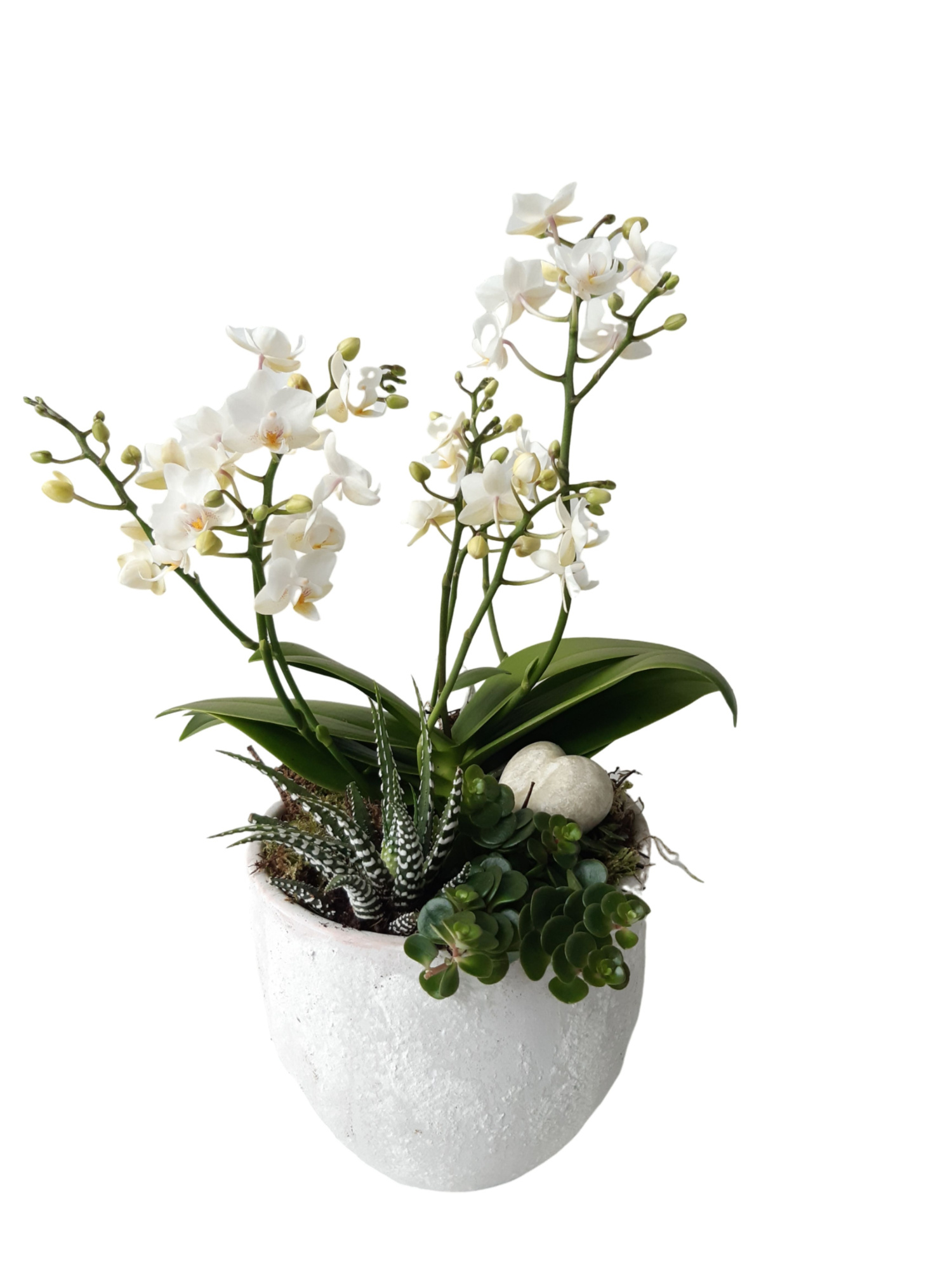 PP16PWOHRT Bolpot mix Phal 3t+ wit + succulentmix, aromaheart, D 16 cm