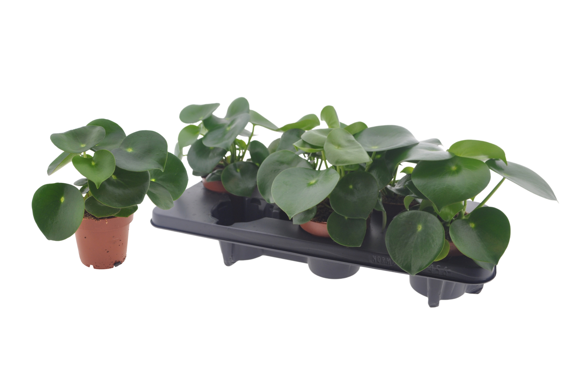 Peperomia Raindrop 12cm, D 12 cm