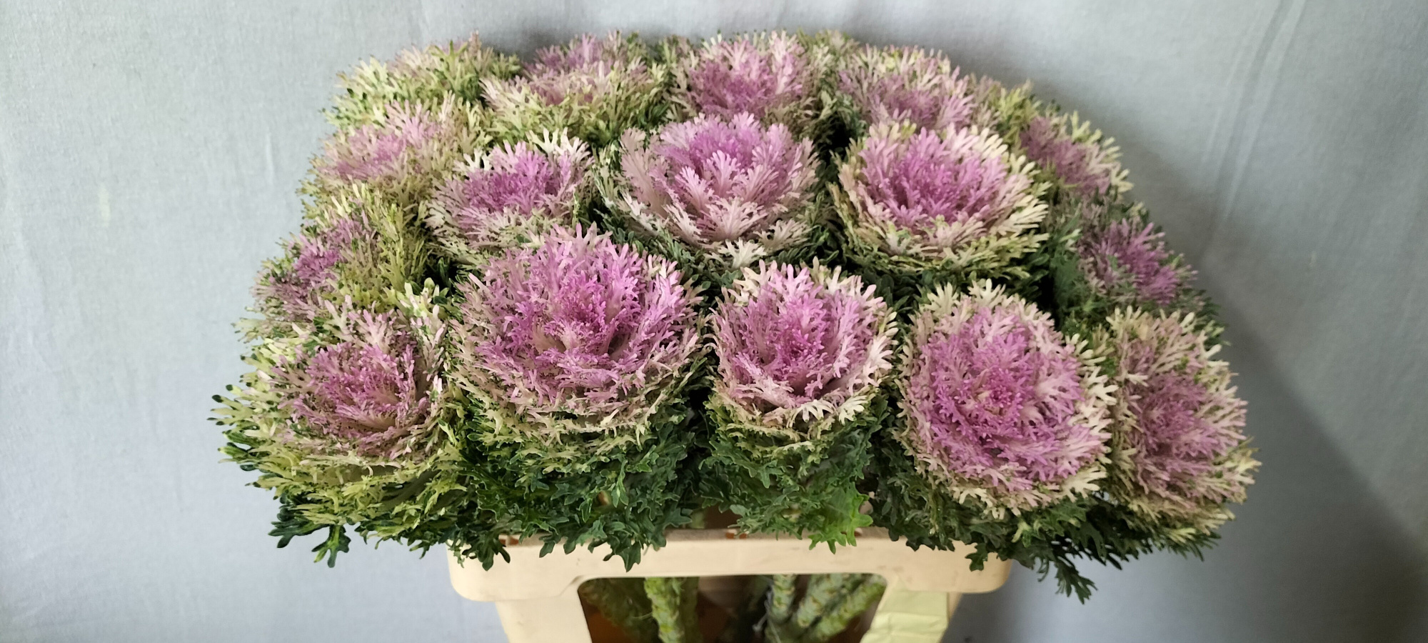 Брассика Крэйн Кинг 60, шт.