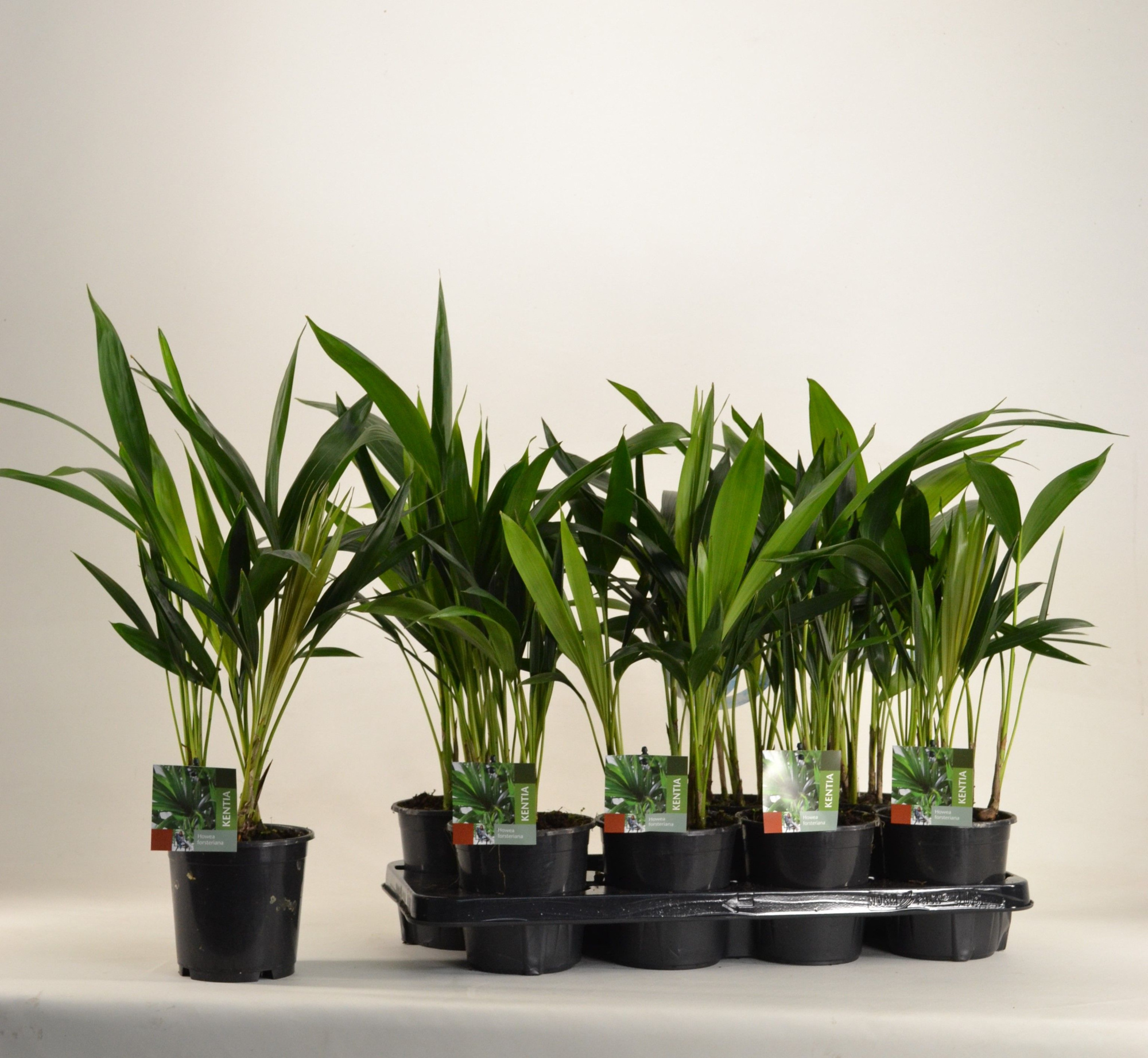 KENTIA - P13 H45 - 6PP (Howea forsteriana), D 13 cm