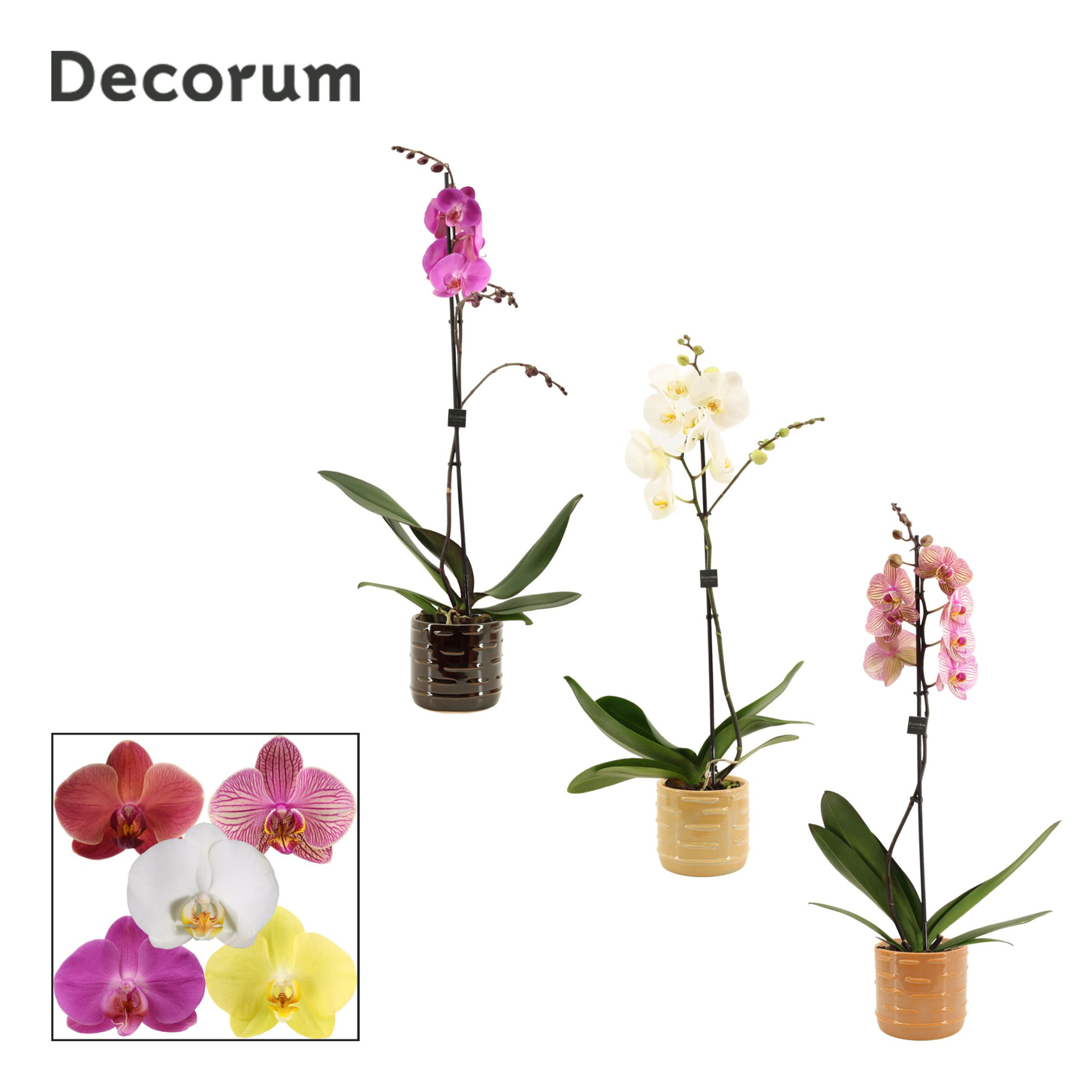 Phalaenopsis 1 tak 9+ mix in Lois (Deco-collection), D 12 cm