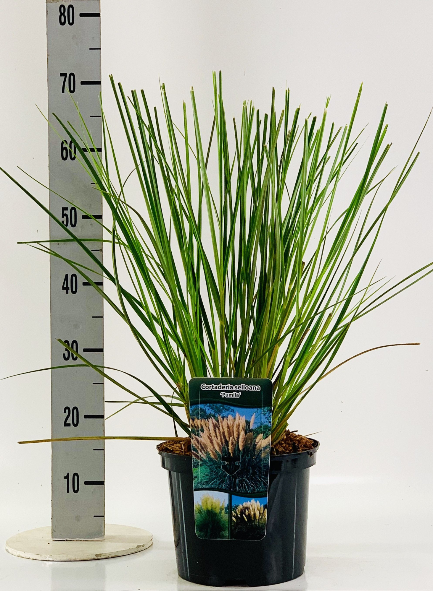 Cortaderia sel. 'Pumila', D 23