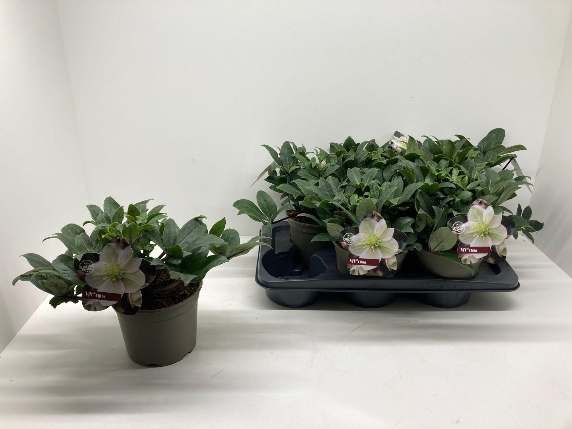 Helleborus x ericsmithii 'OLIVIA', D 17 cm