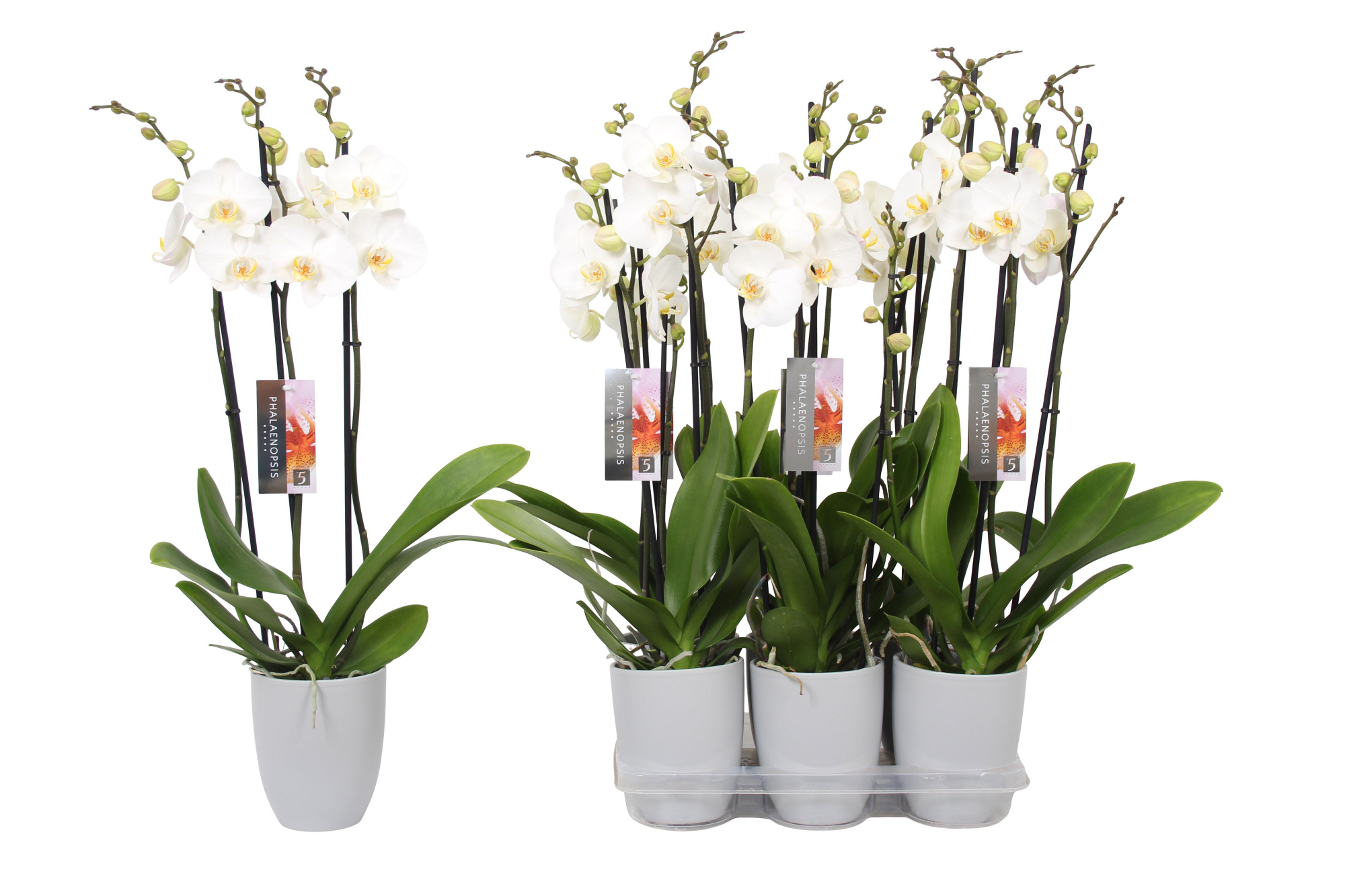 Phalaenopsis White, 3-spike Grey Ceramics, D 12 cm