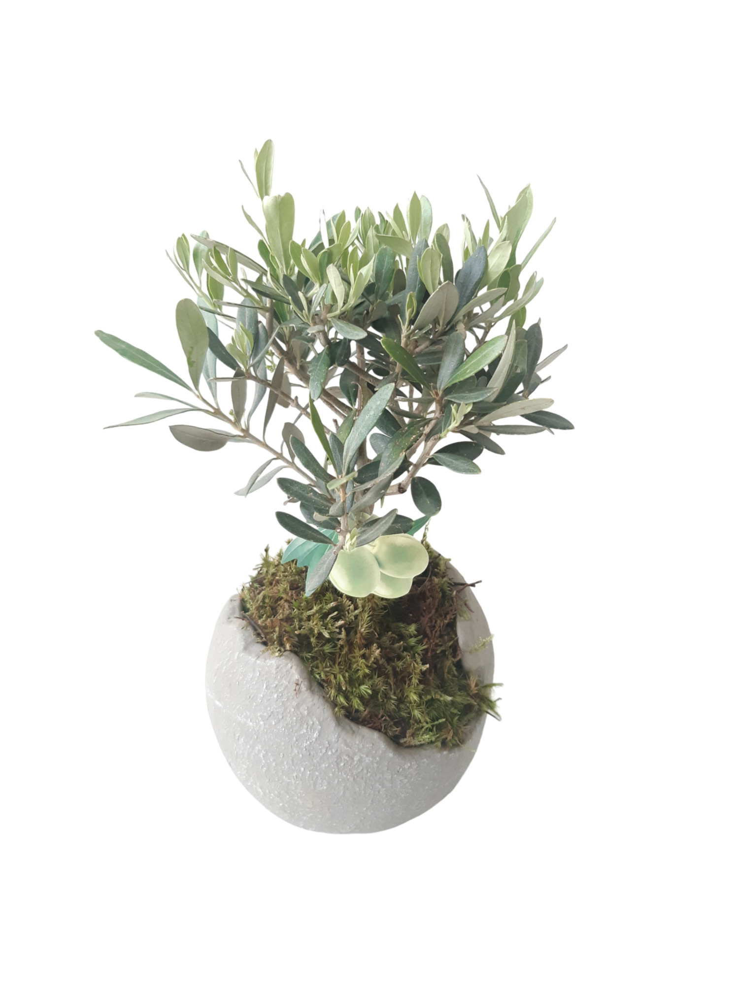 GG15OLE Green Globe 15cm Olea Europaea Bush, D 15