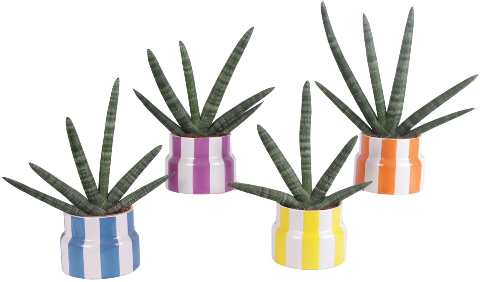 Sansevieria Cylindrica Handshake in Ø15cm Ceramic EV563, D 15