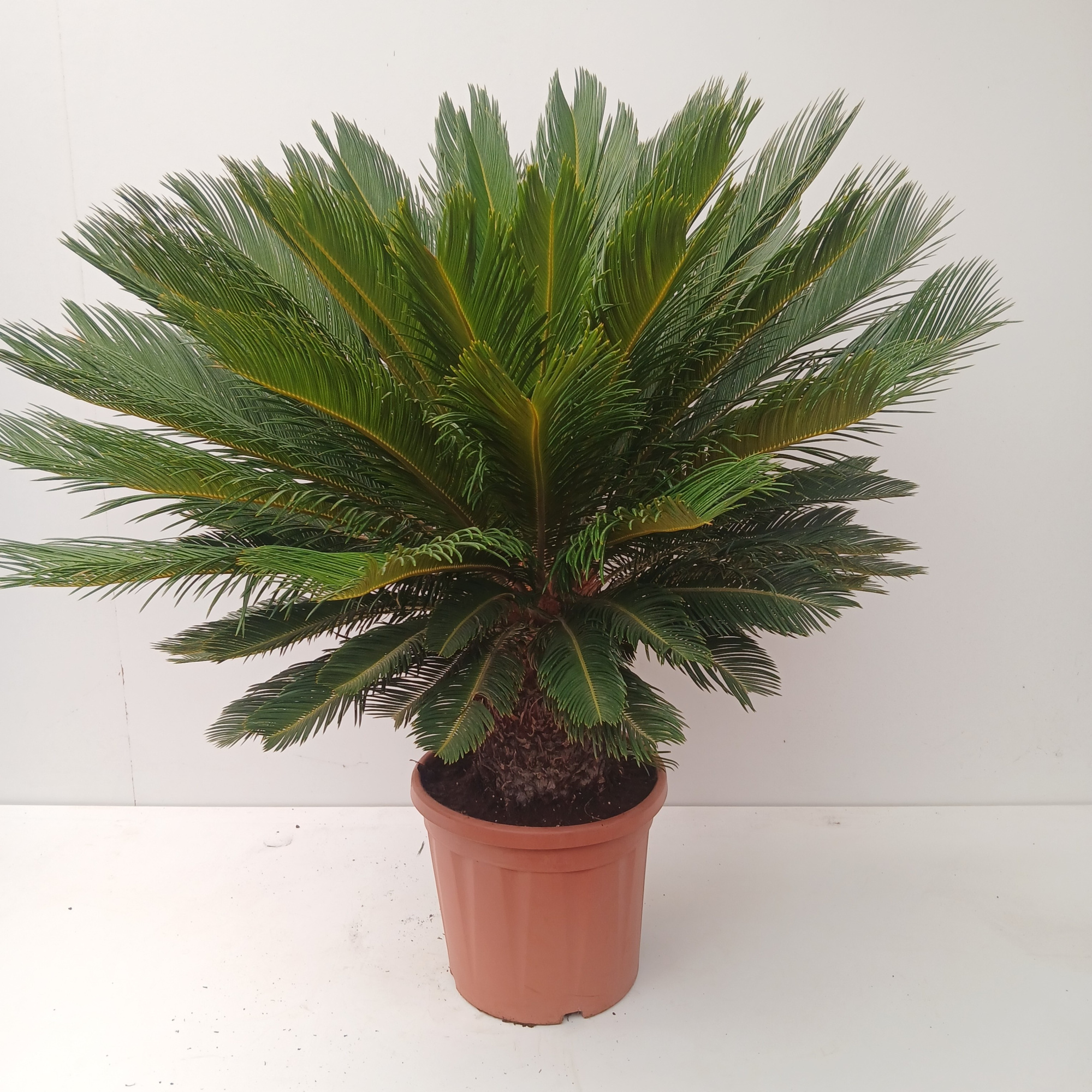 cycas revoluta, D 40 cm
