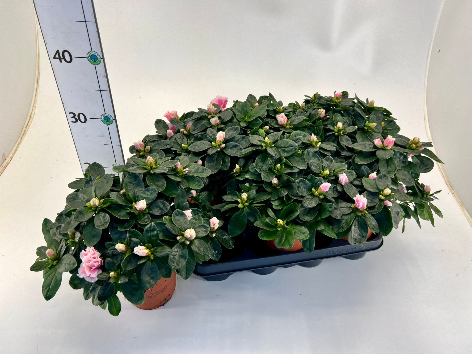 Rhododendron simsii T12 ⌀17 light pink/white, D 12