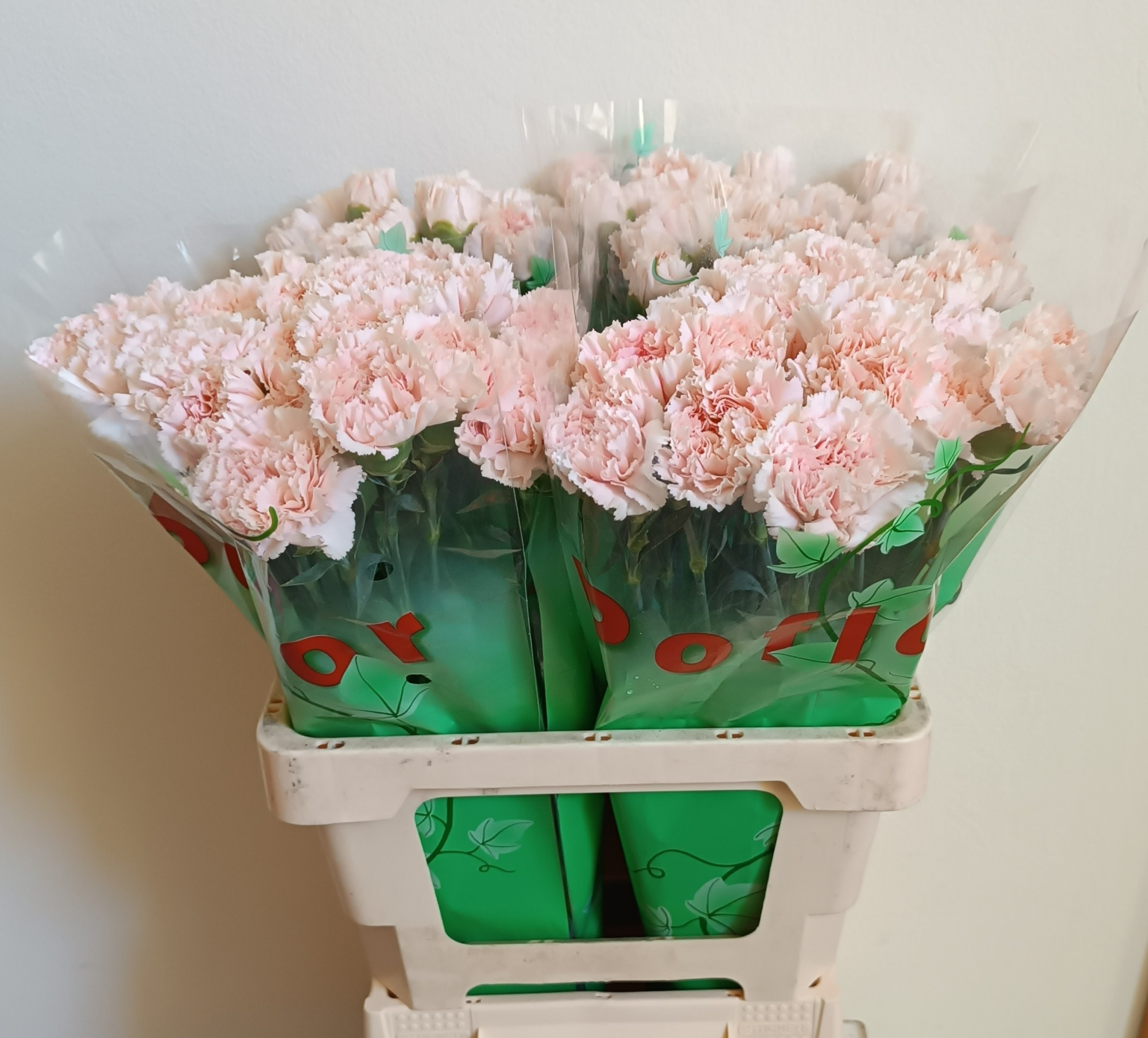 Диантус од. Ханой (светло-роз.), шт.