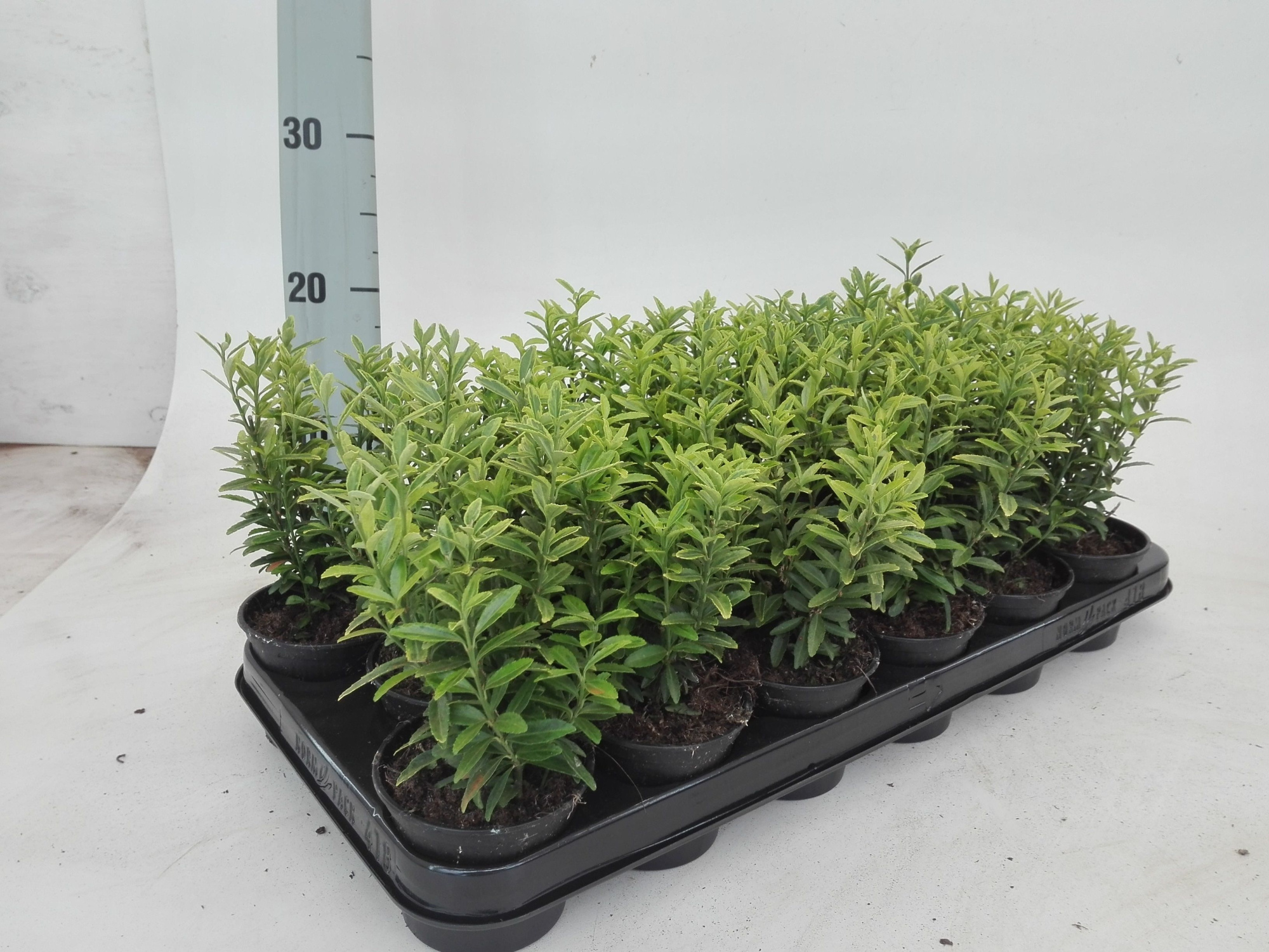 Euonymus Micro Aureo var, D 9 cm