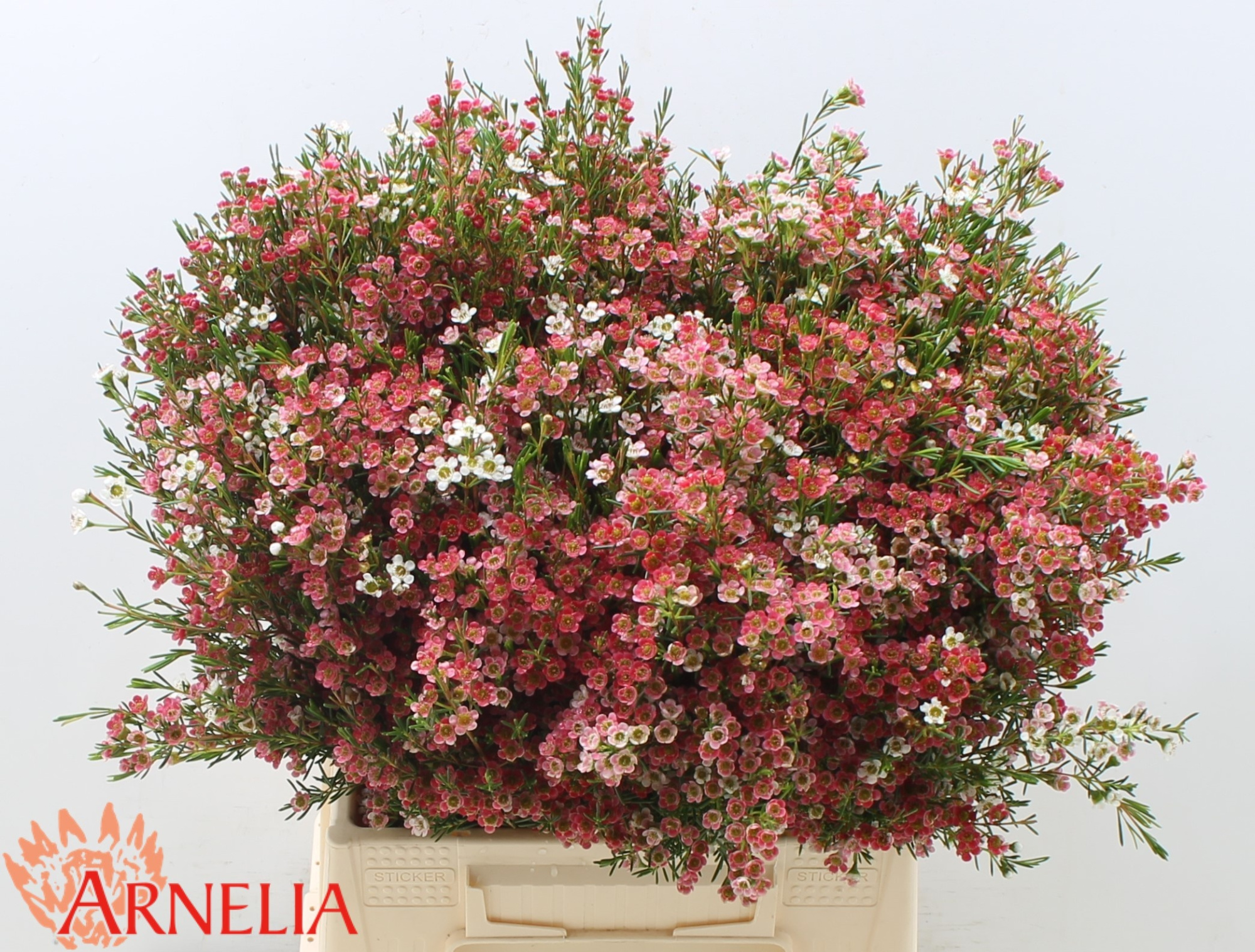 Шамелациум Май Свит Сикстин 40, шт.