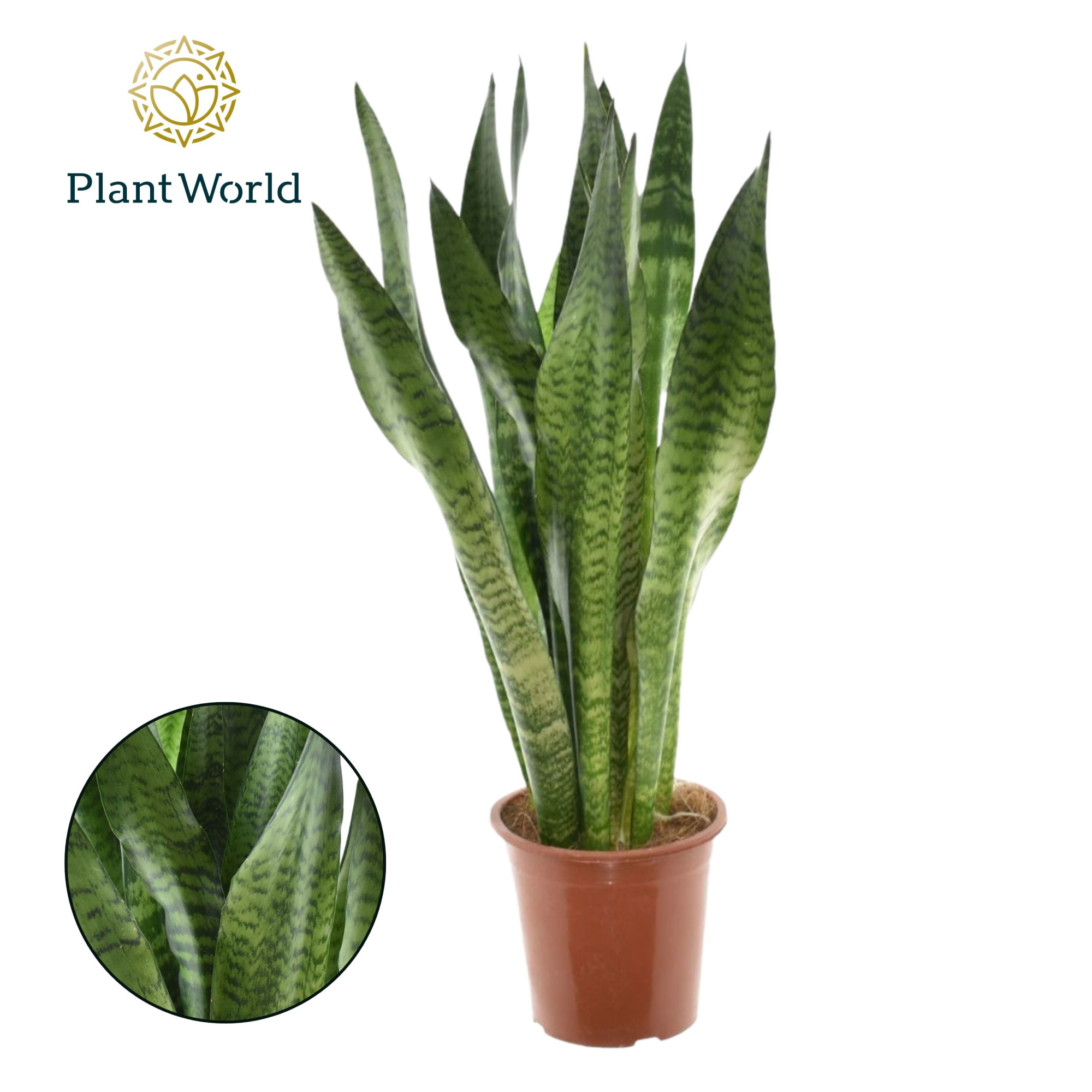 Sansevieria Zeylanica, D 17 cm