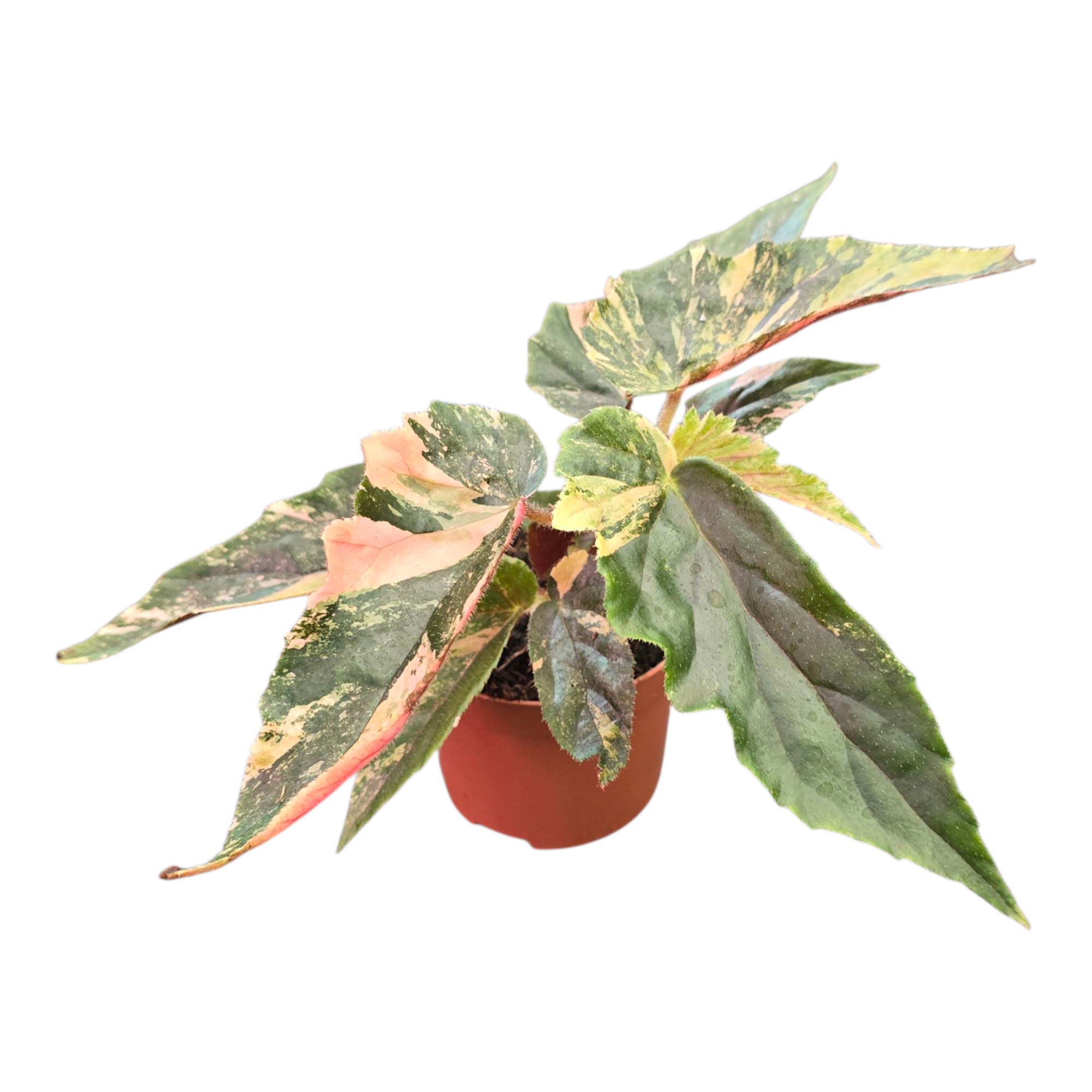 Begonia Ginny Galaxy Variegata, D 7