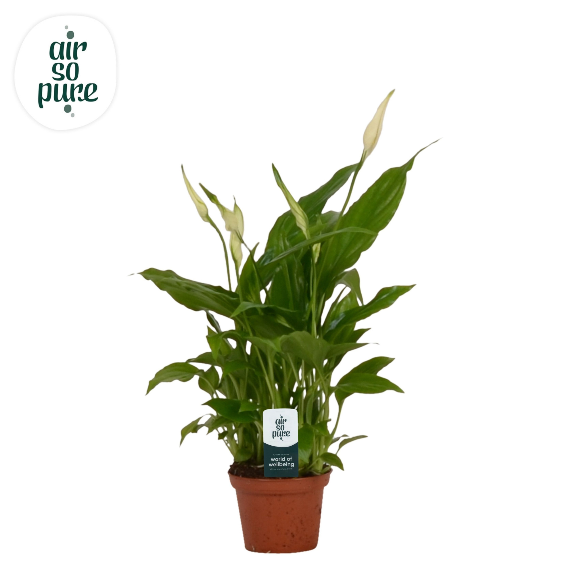 Spathiphyllum 6,5 cm Chopin Air So Pure, D 6,5 cm