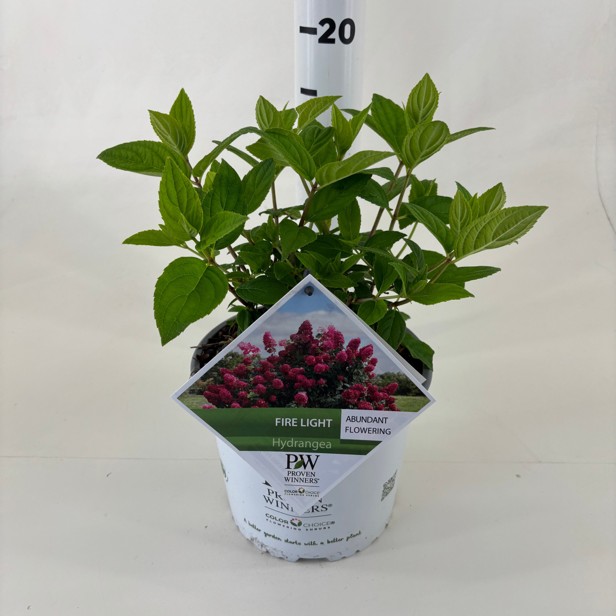 Hydrangea pan. 'Firelight' ®, D 19 cm