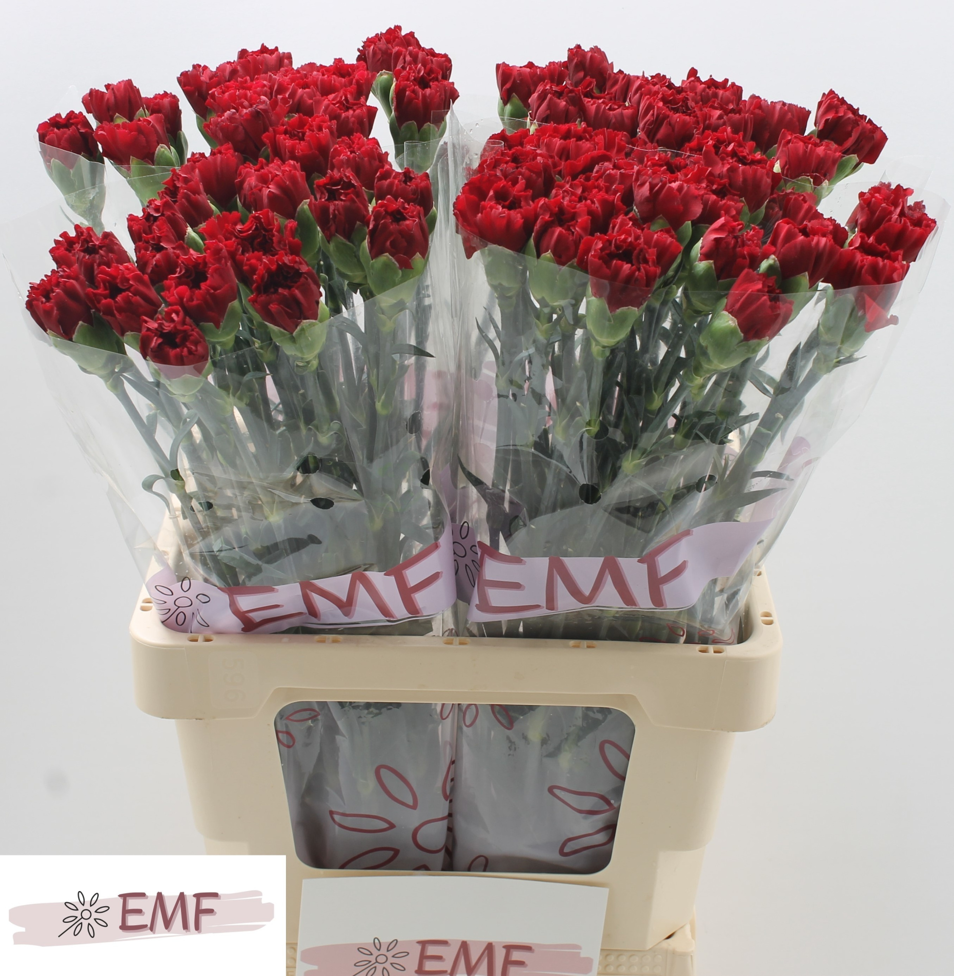 Диантус од. Зуриго, шт.