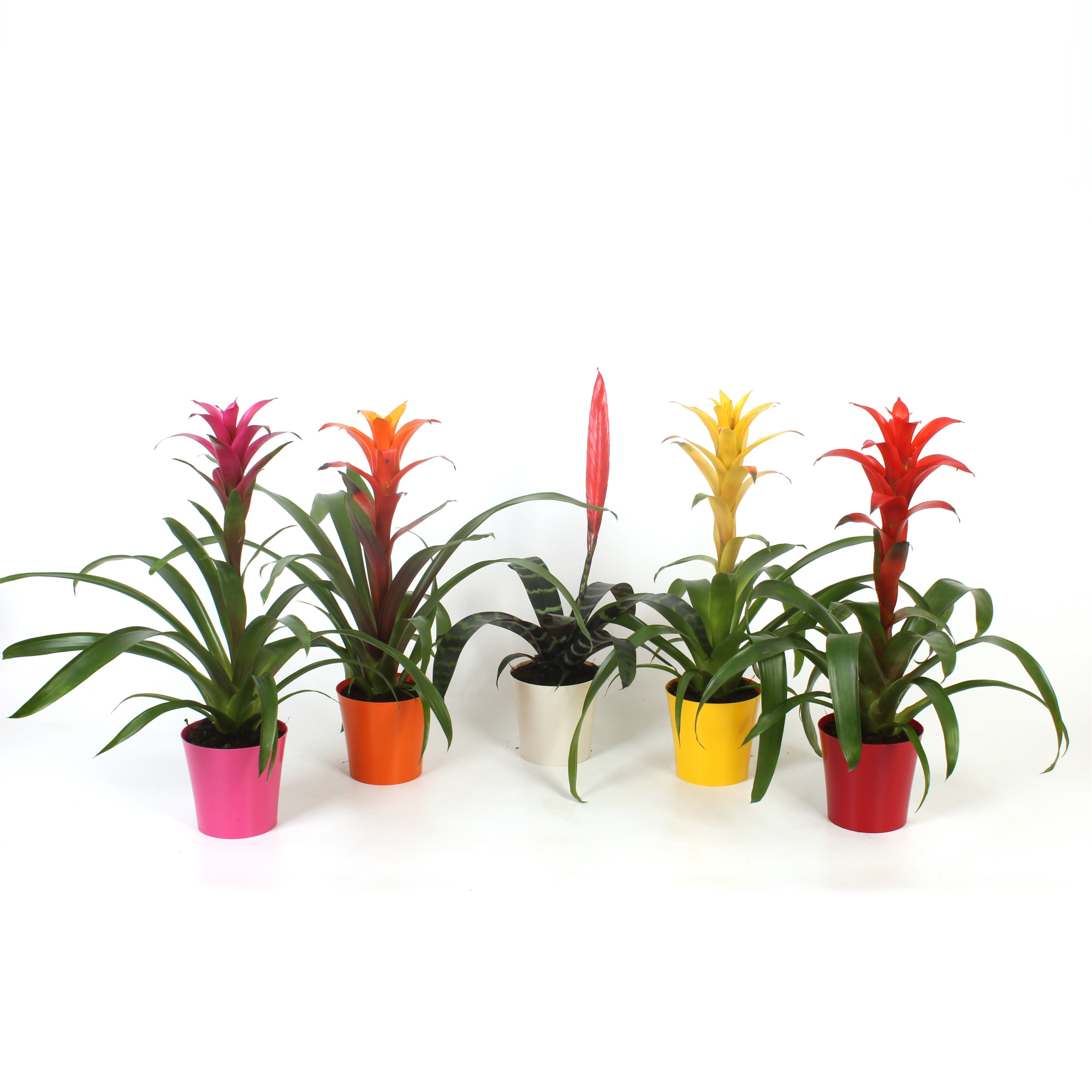 Bromelia Original mix in plastic pot Inge, D 13 cm