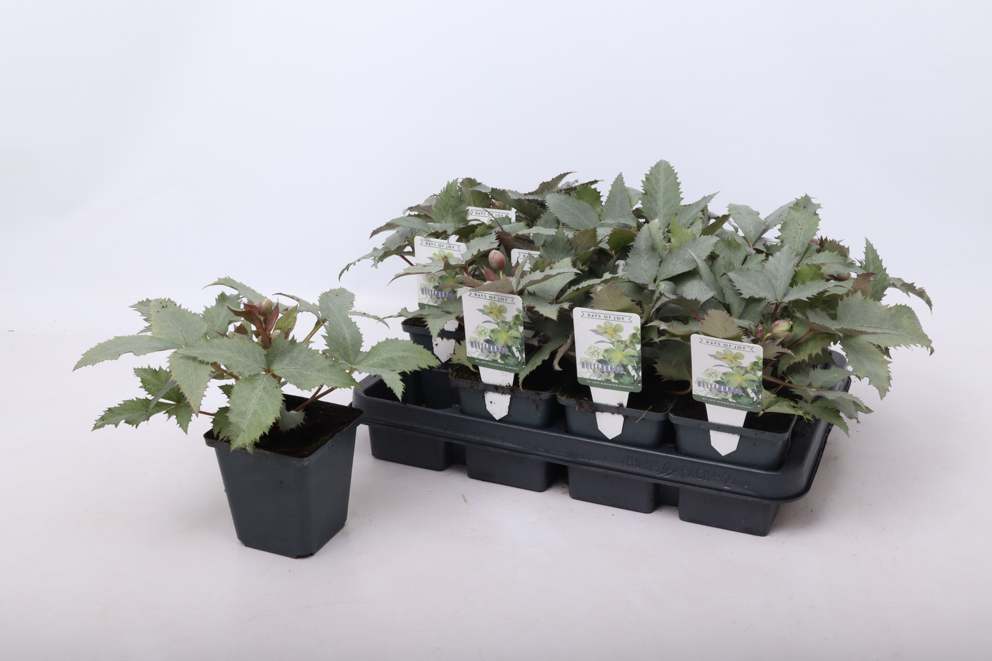 Helleborus sternii 'Silver Dollar' 9 cm, D 9