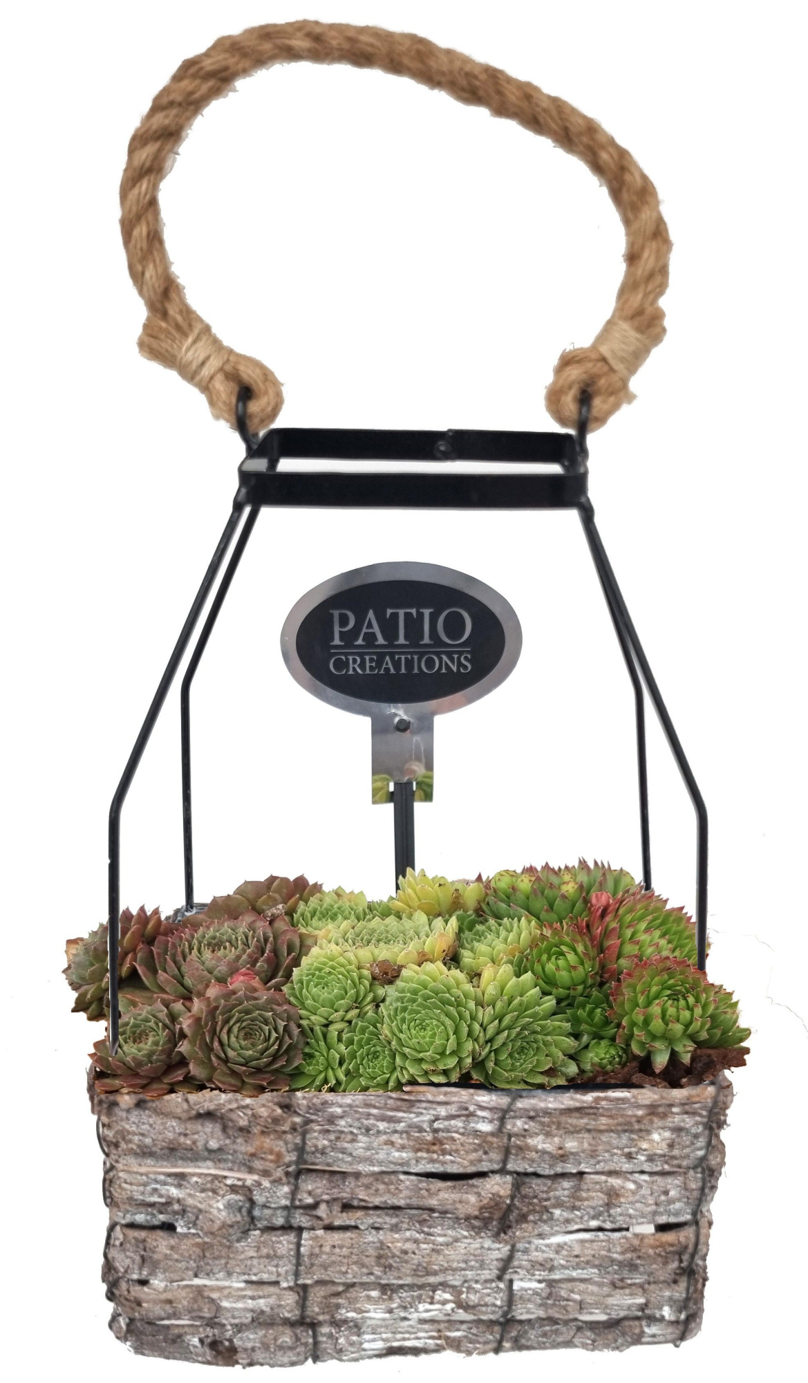 SE789-9001 Sempervivum Mara, D 20 cm