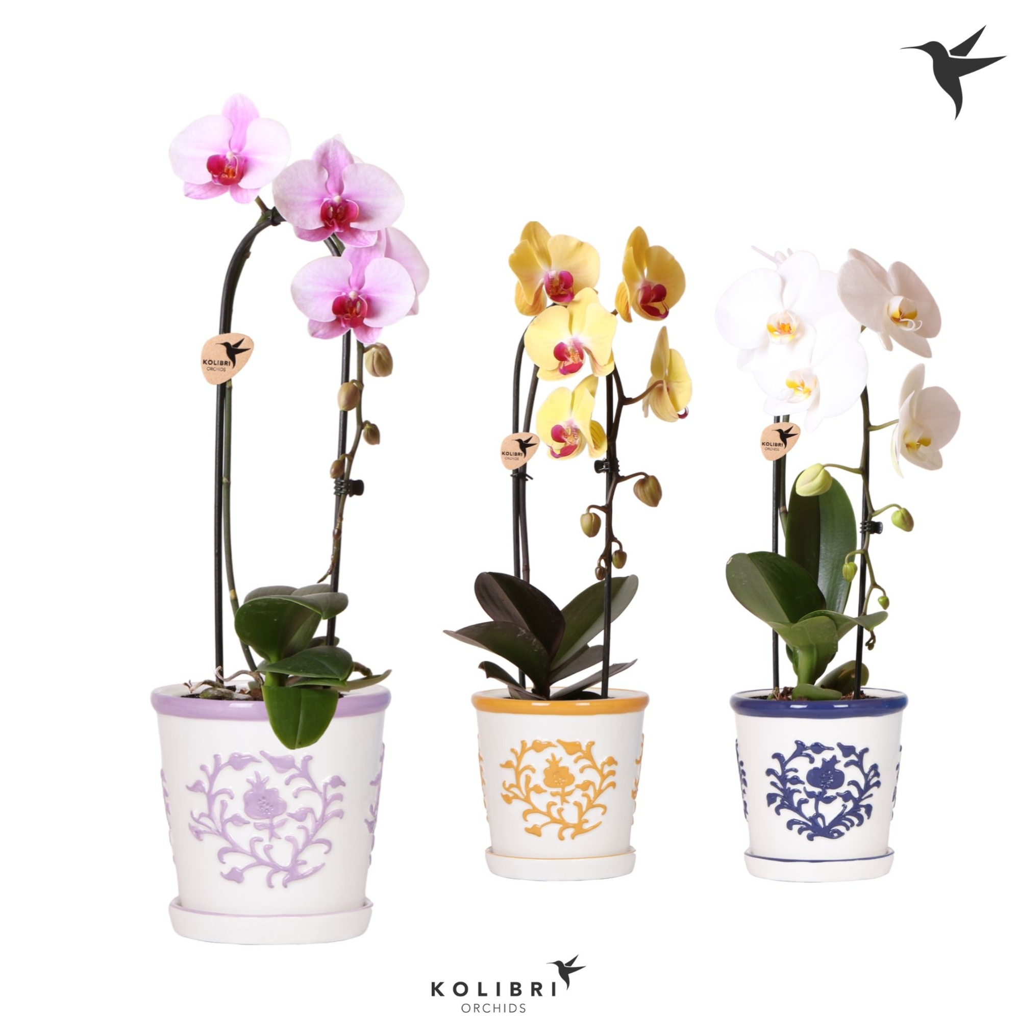 Kolibri Orchids Cascade Niagara Fall mix 1 spike in Malaga pot mix, D 12 cm