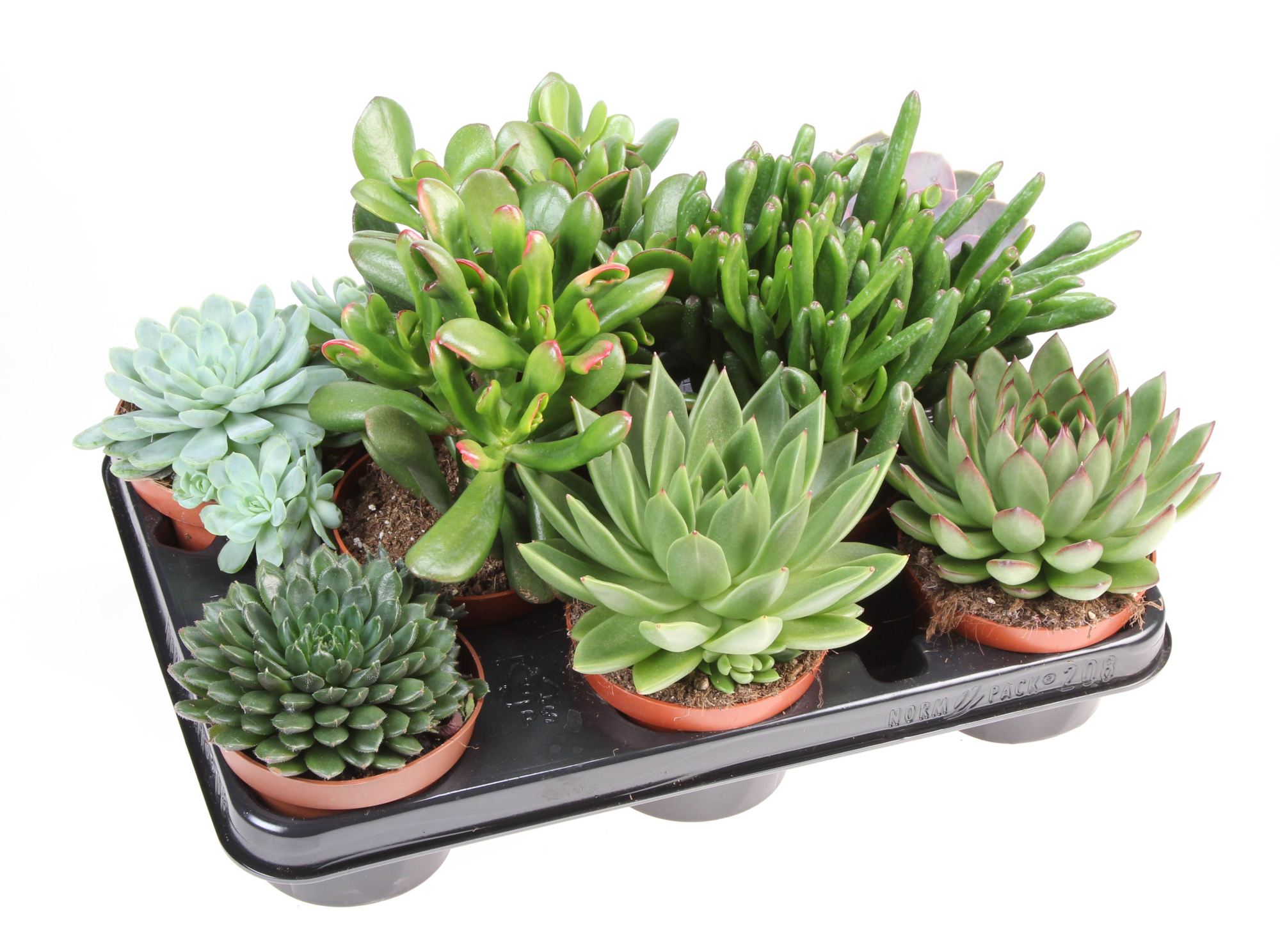 Succulenten mix, D 10,5 cm