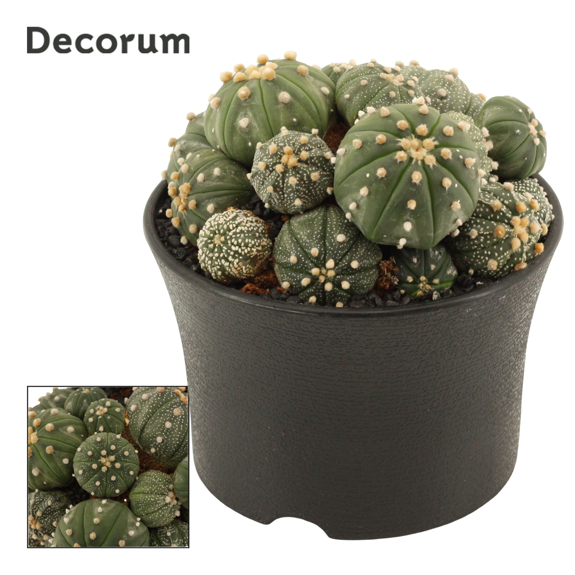 Astrophytum Asterias multi 15 cm (Decorum), D 15 cm