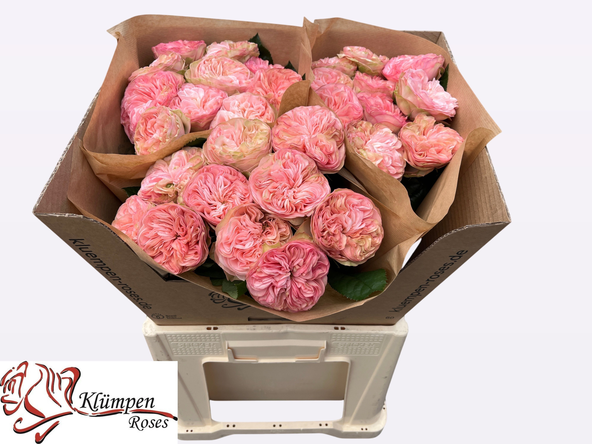 Роза од. Спринфае Парк! 60, шт.