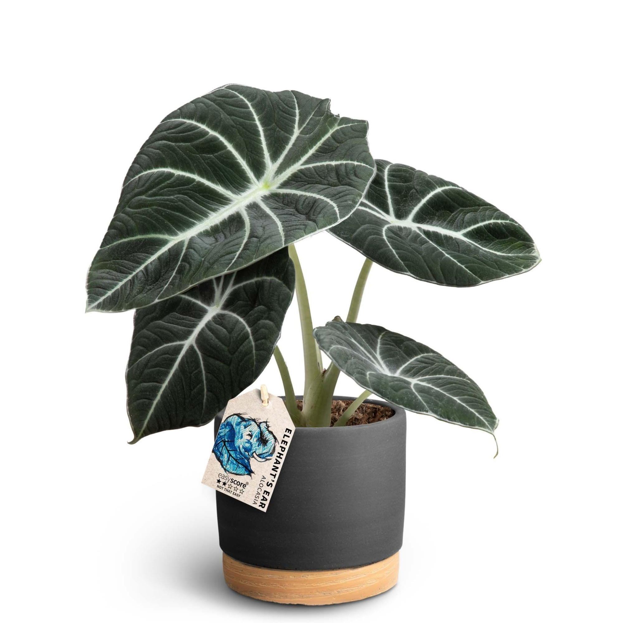 Woodbase Liquorice, Alocasia ´Black Velvet´, D 12