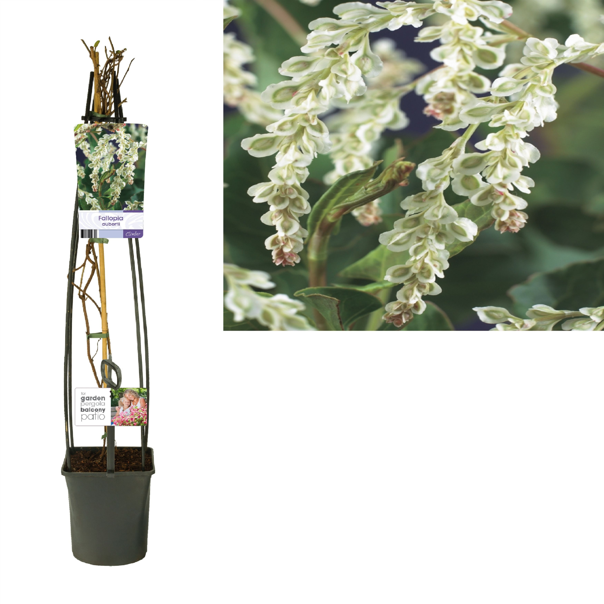 Fallopia aubertii +light label, D 23 cm