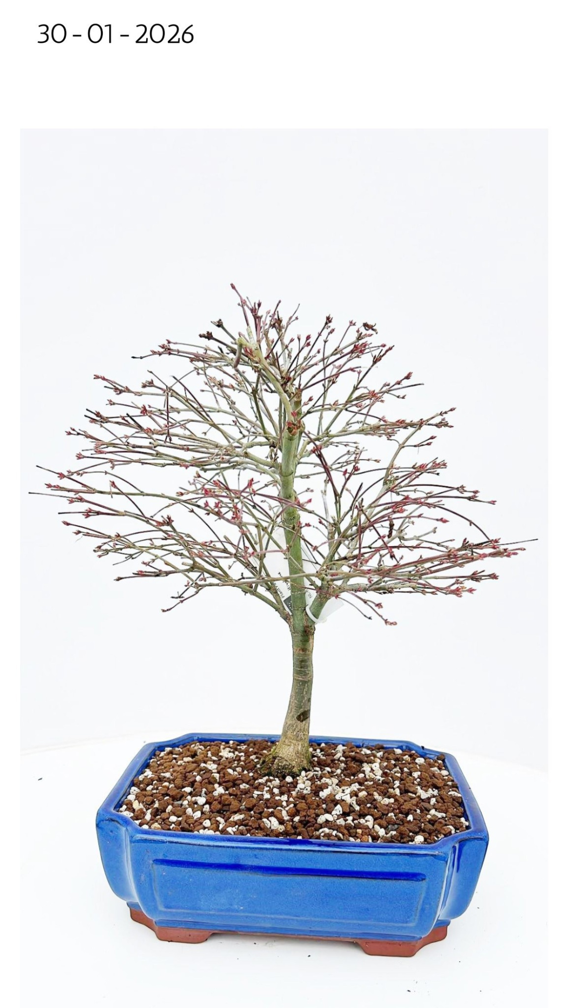 Acer palmatum kiyohime, pot 26cm., D 26