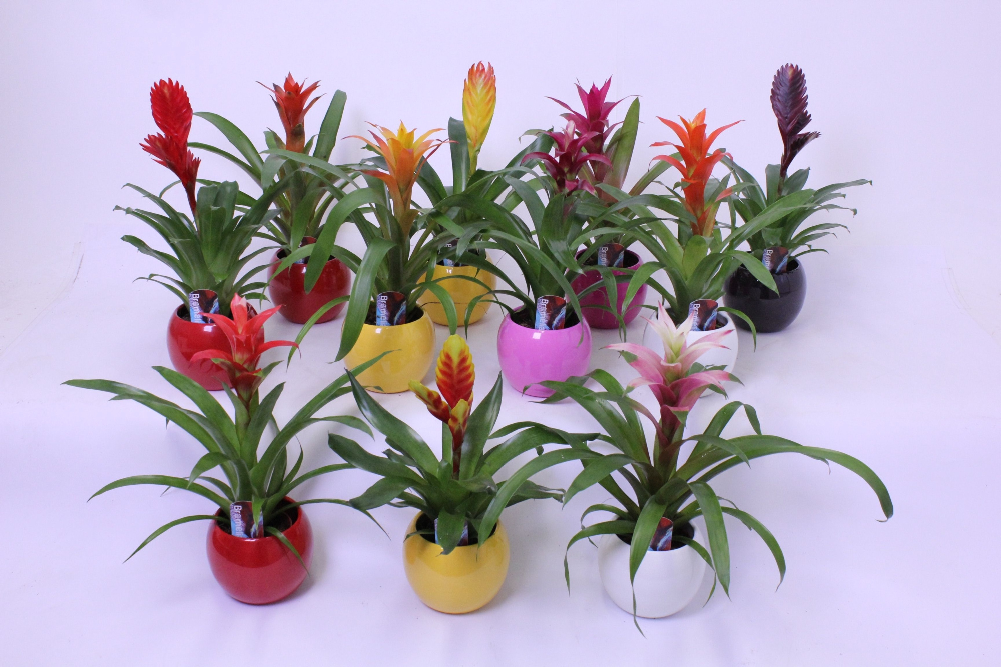 Bromelia in Bolpot Lisa 10, D 11