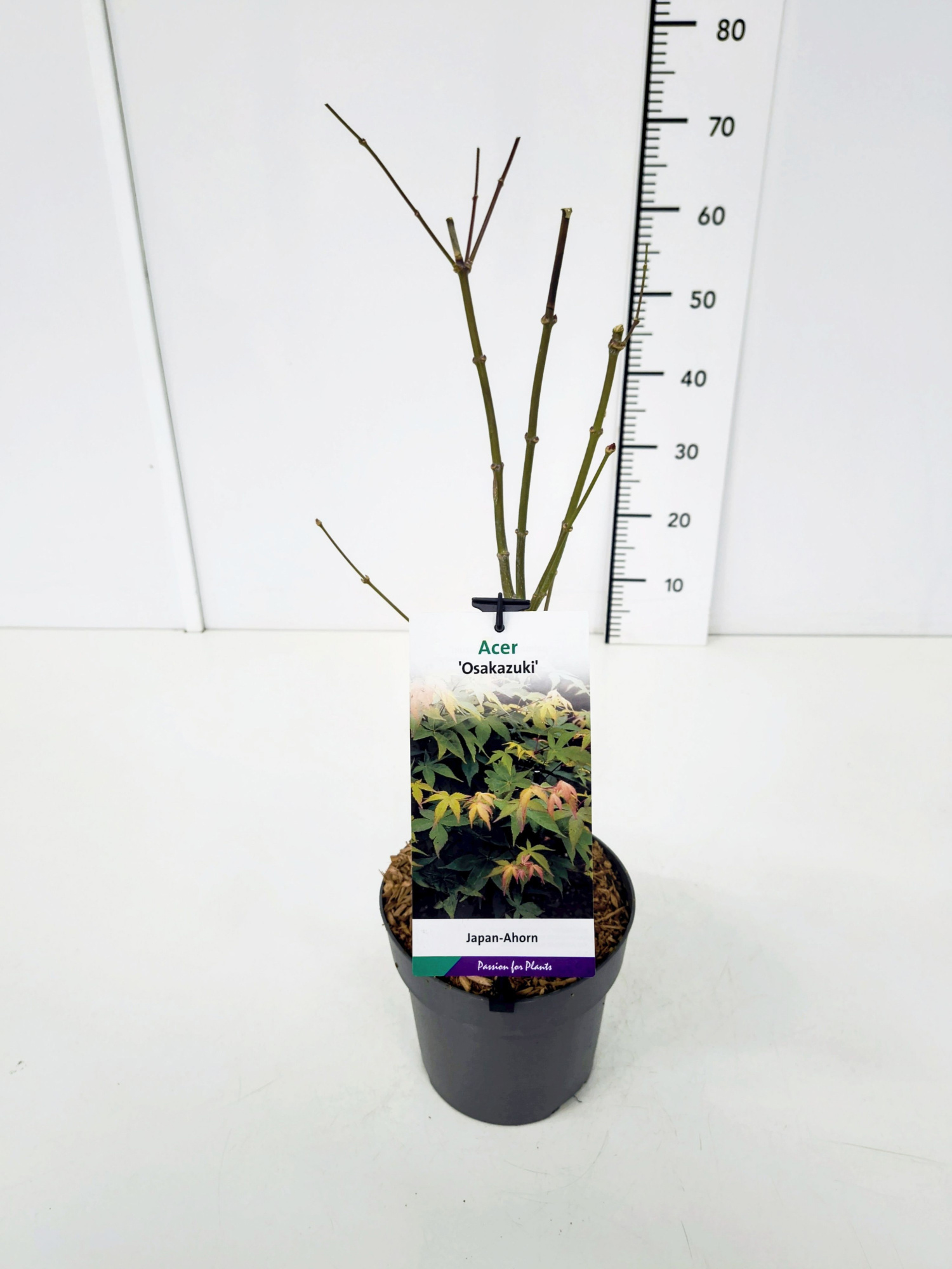 Acer palm. 'Osakazuki' 40-60C3, D 19