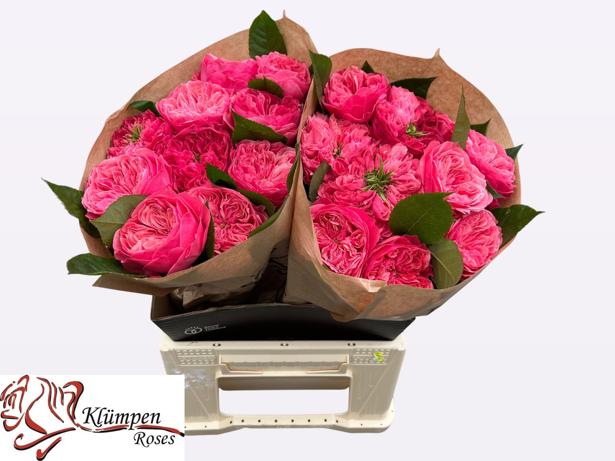 Роза од. Миддлтон! 40, шт.