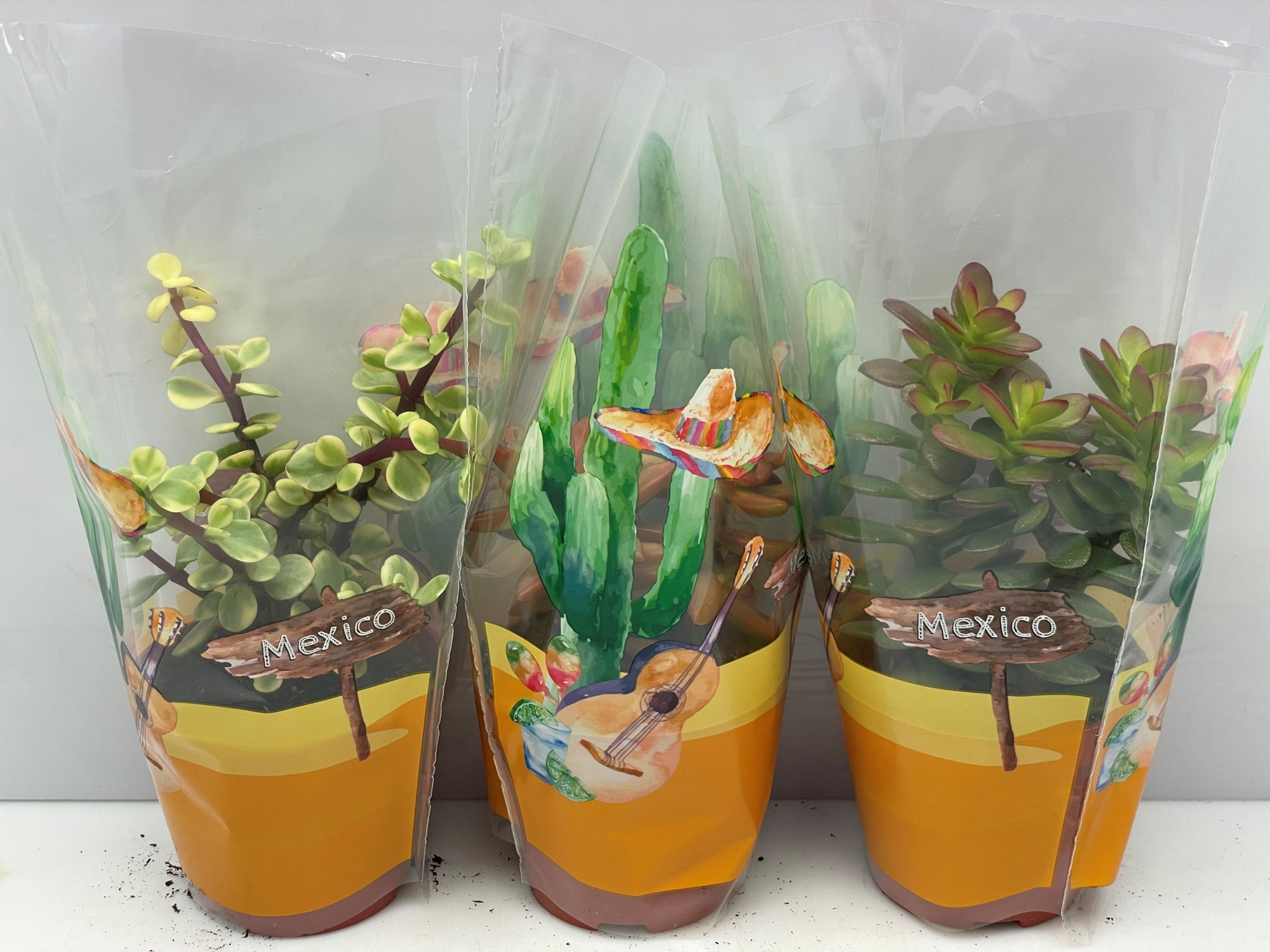 295 Succulent in mexicohoes 8,5 cm, D 8,5 cm