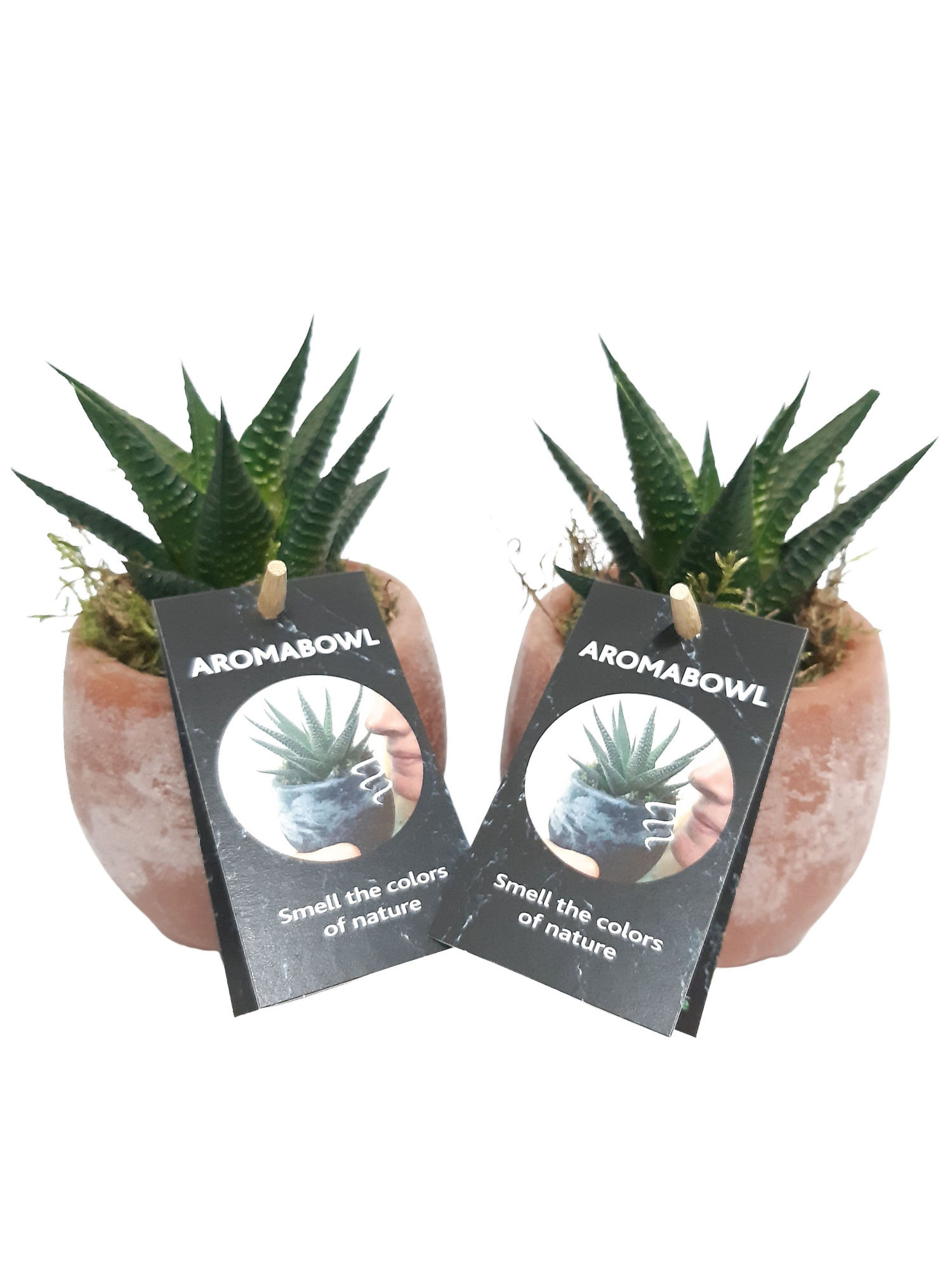 AB9AMBHAW Aroma Bowl Amber 9cm Haworthia, D 9