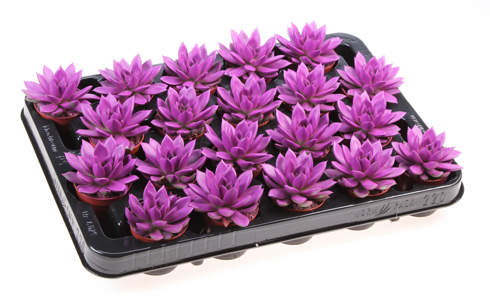 Rainbow purple 512, D 5,5