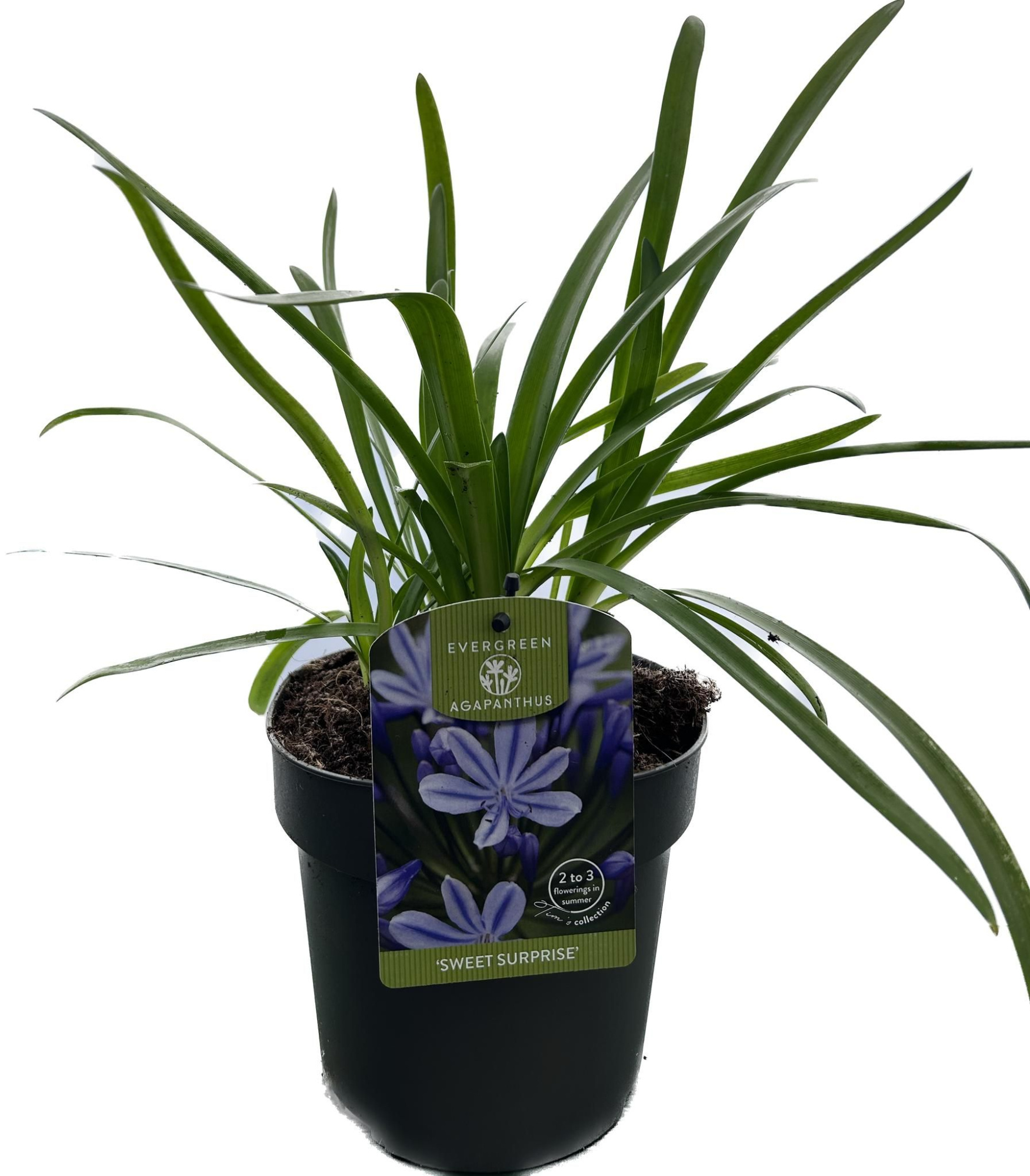 Agapanthus 'Sweet Surprise' P17 EVERGREEN, D 17