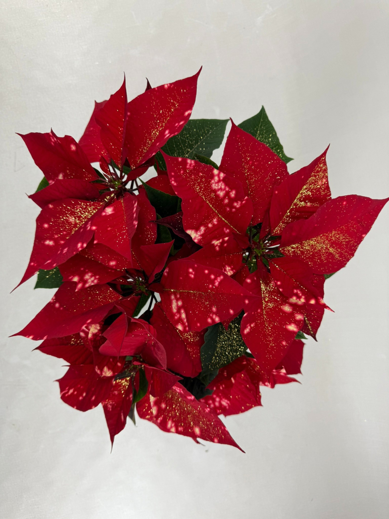 Fantasy star rood pot 13 met goudglitter, D 13 cm