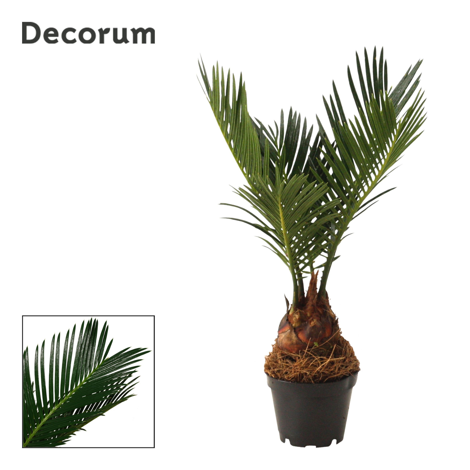Cycas Revoluta 6 cm Decorum, 3+ veren, D 6