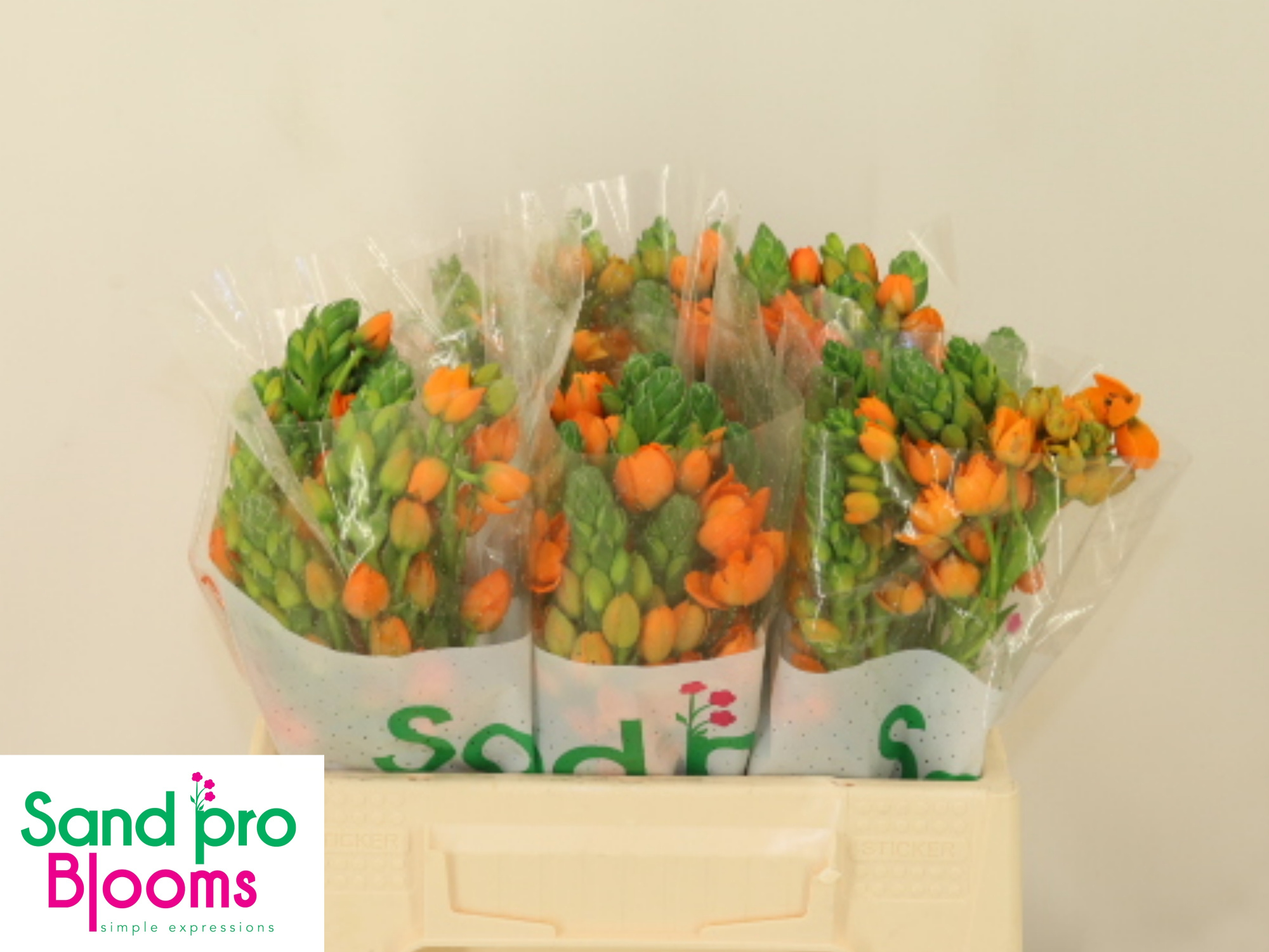 Орнитогалум Санрэй 35, шт.