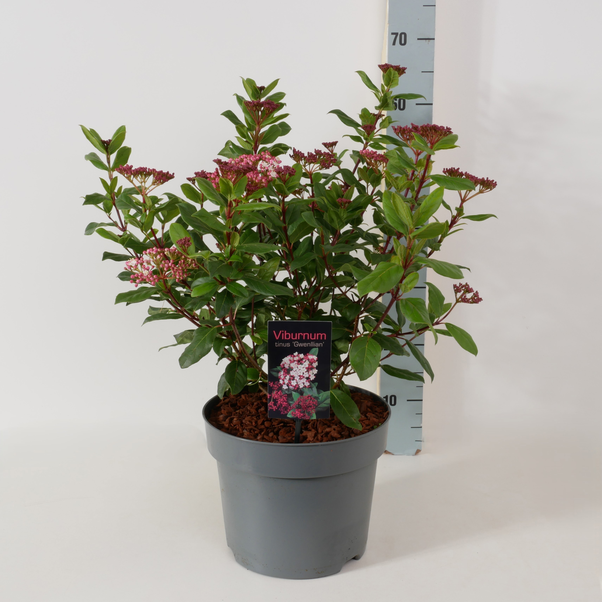 Viburnum tinus 'Gwenllian' P26, D 26