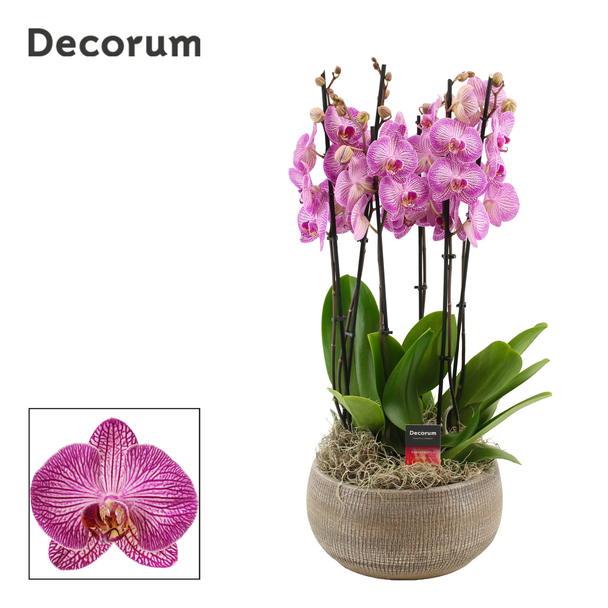 Bianca 6 tak symphony purple (Deco-collection), D 27