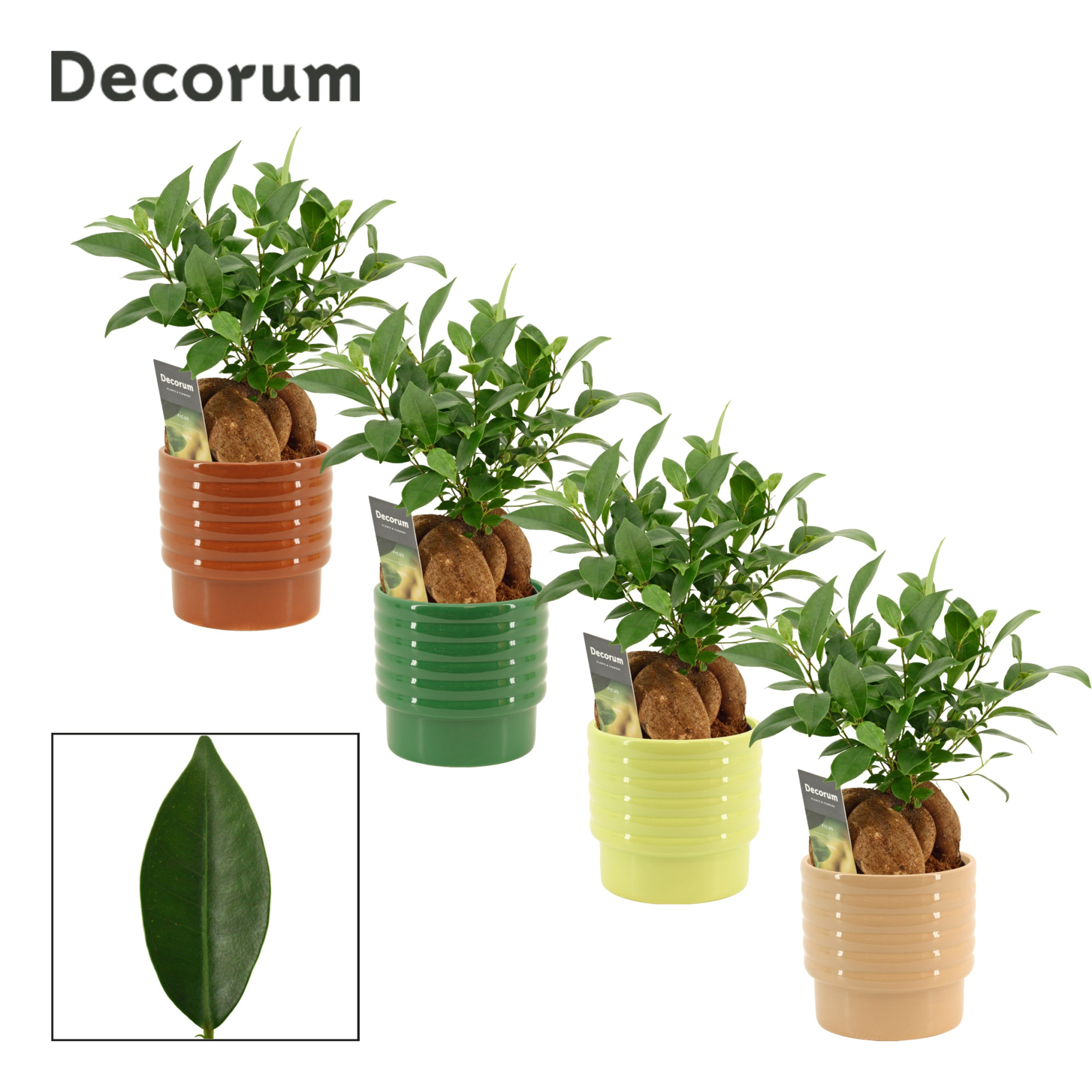 Ficus Ginseng 12 cm Retusa in Naemi (Natural bubble-collection), D 12 cm