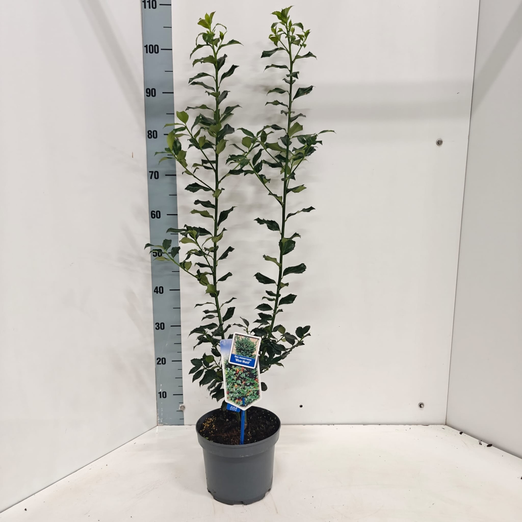 Ilex meserveae 'Blue Maid', D 19 cm
