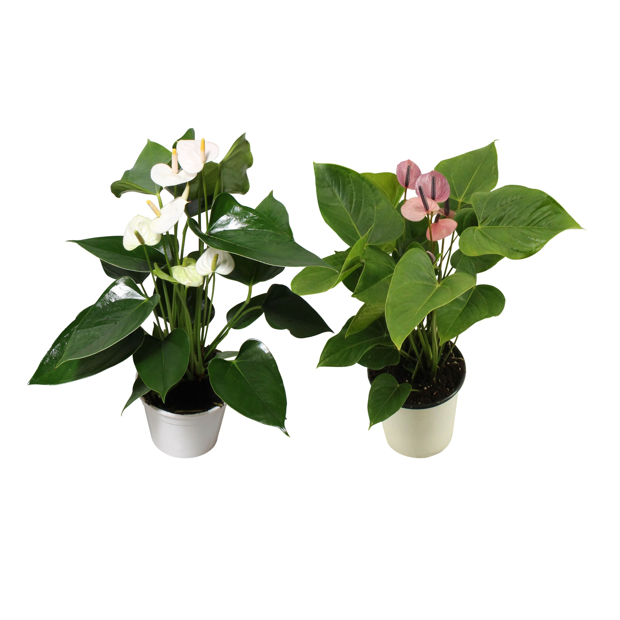 Anthurium Flamingo mix 14cm paars-wit, D 14