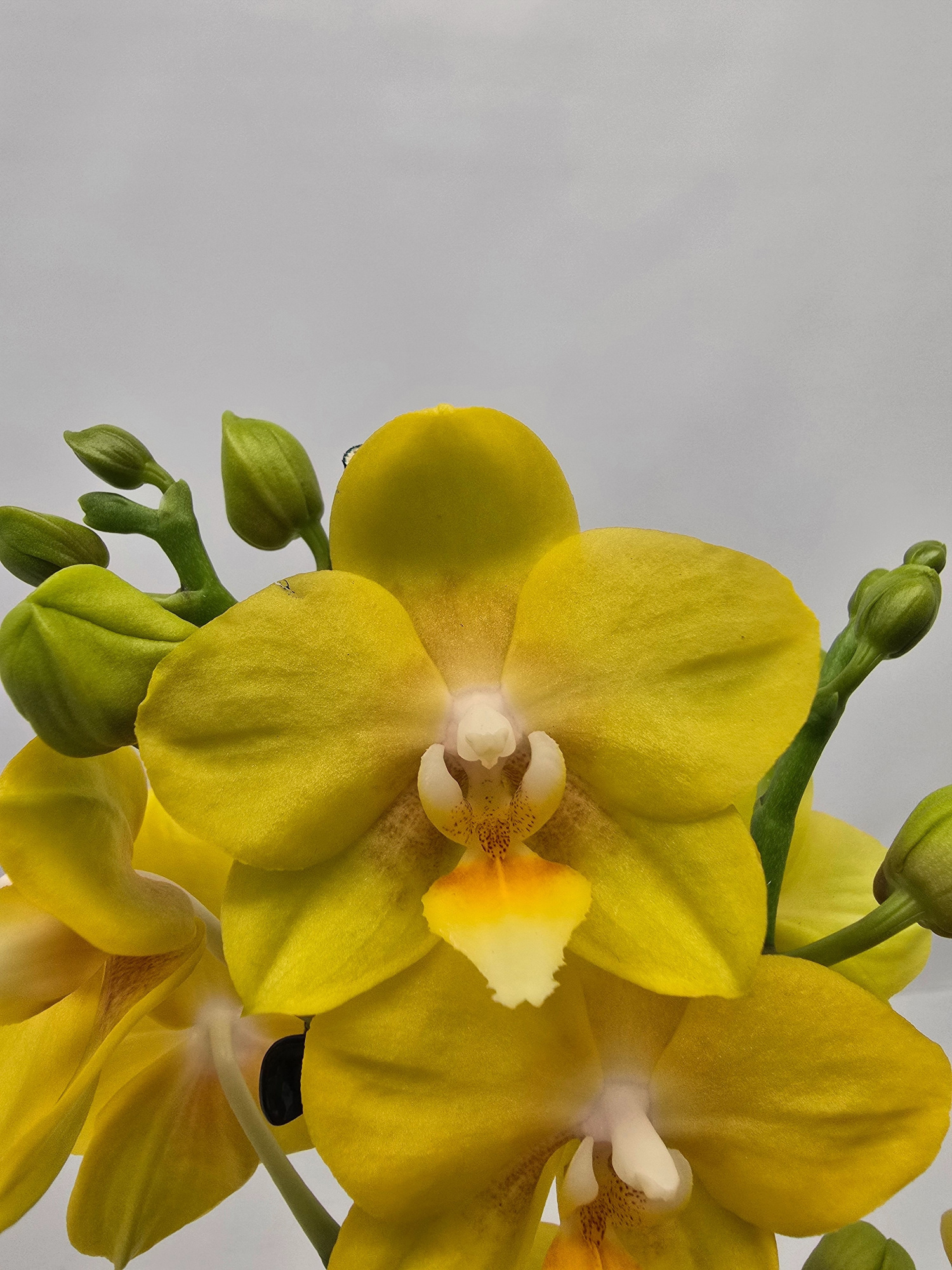 Limited 15 week 43, D 12 cm