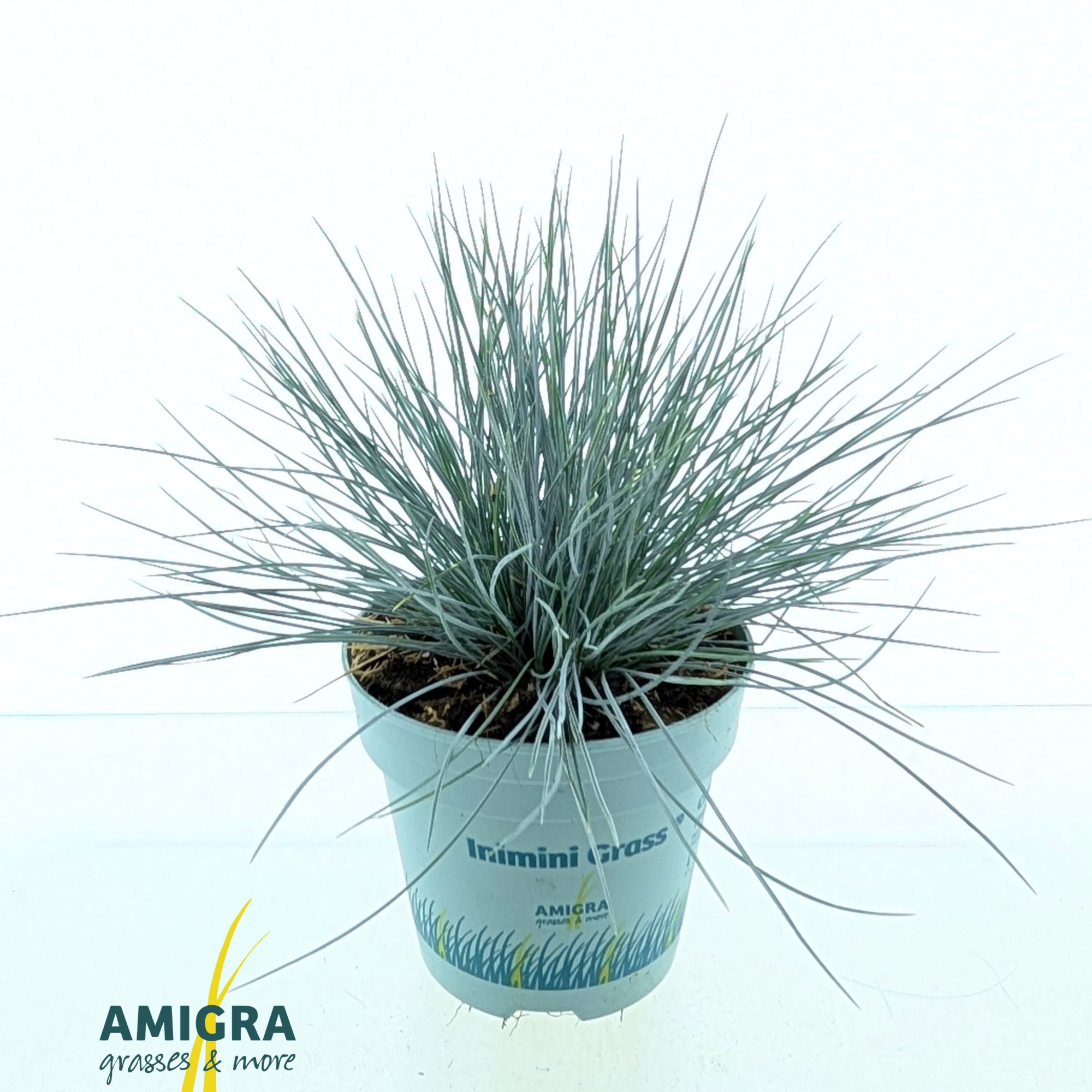 Festuca glauca CompactA Blue®, D 10,5 cm