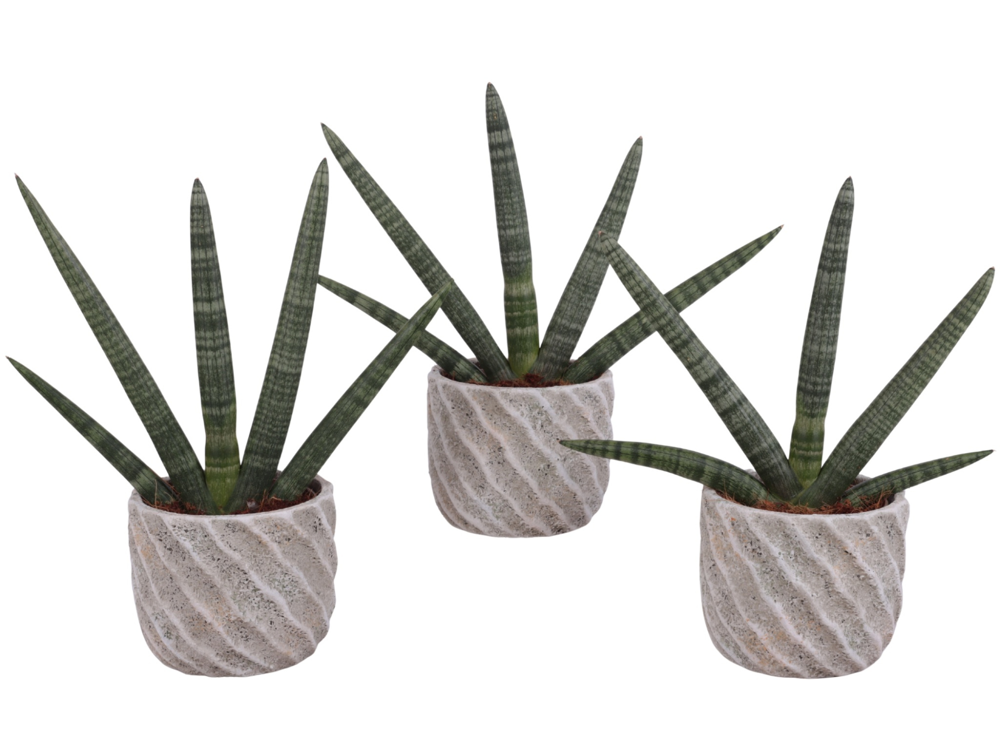 Sansevieria Cylindrica Handshake in Ø15cm Ceramic NT668, D 15