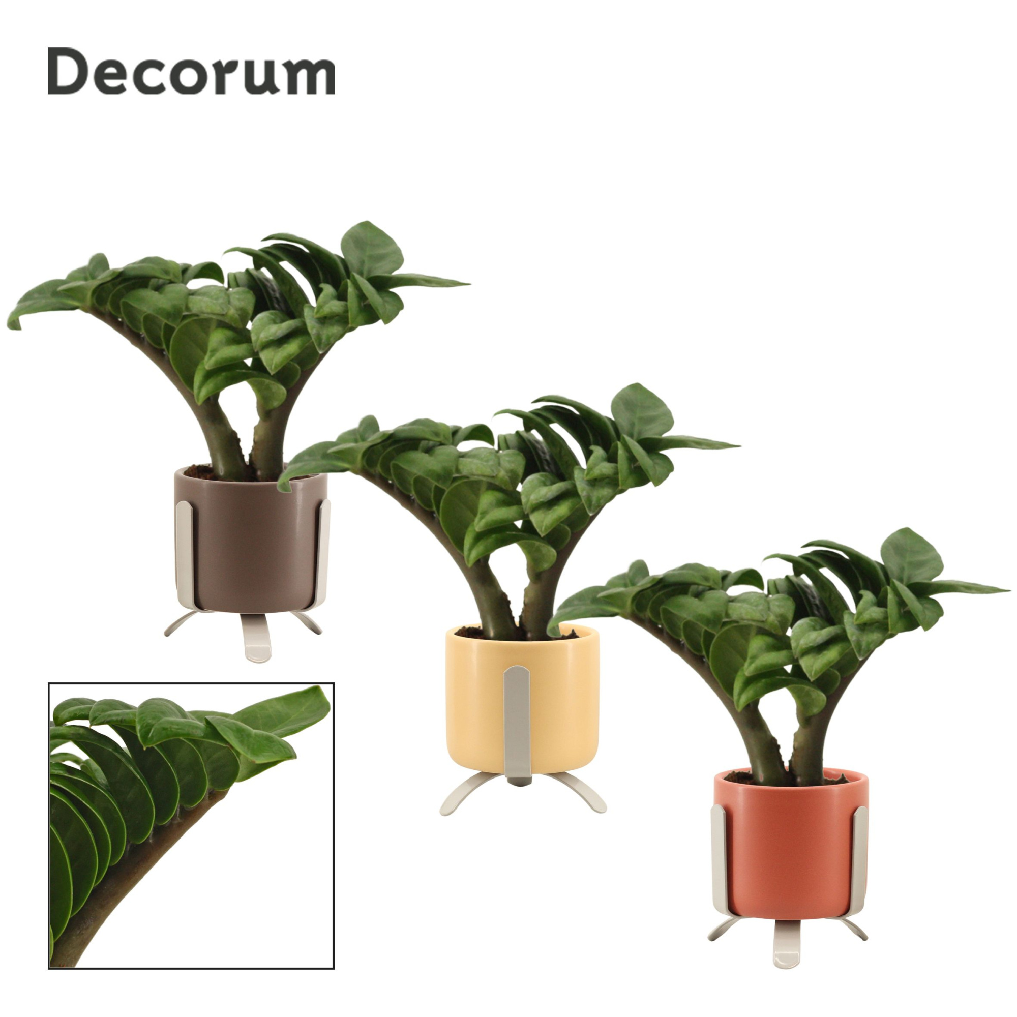 Zamioculcas Zenzi V-Leaf 6 cm Decorum, 2 veren in Luca (Nature w, D 6
