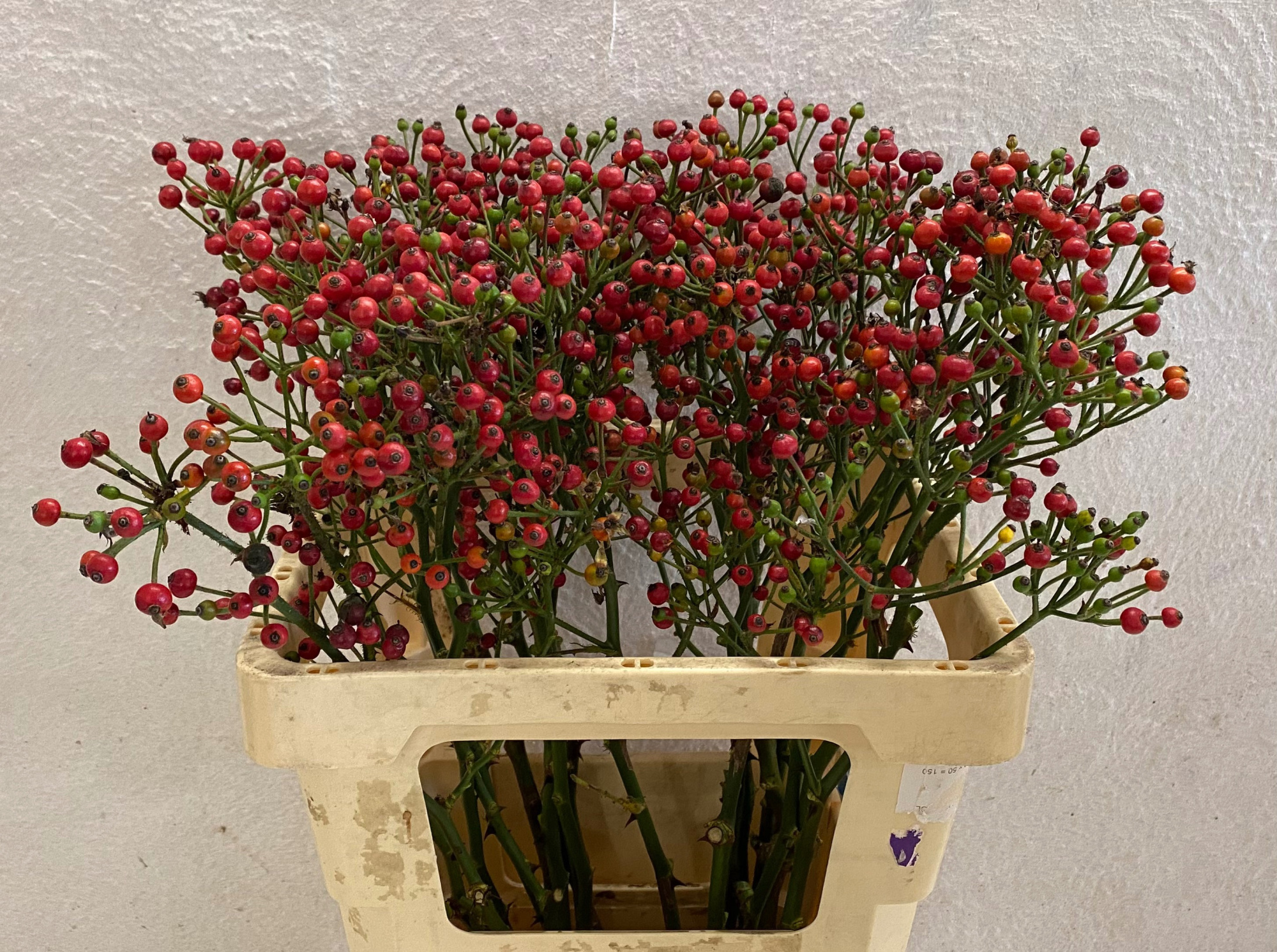 Рузботель Рэд Перл Хипхоп 60, шт.